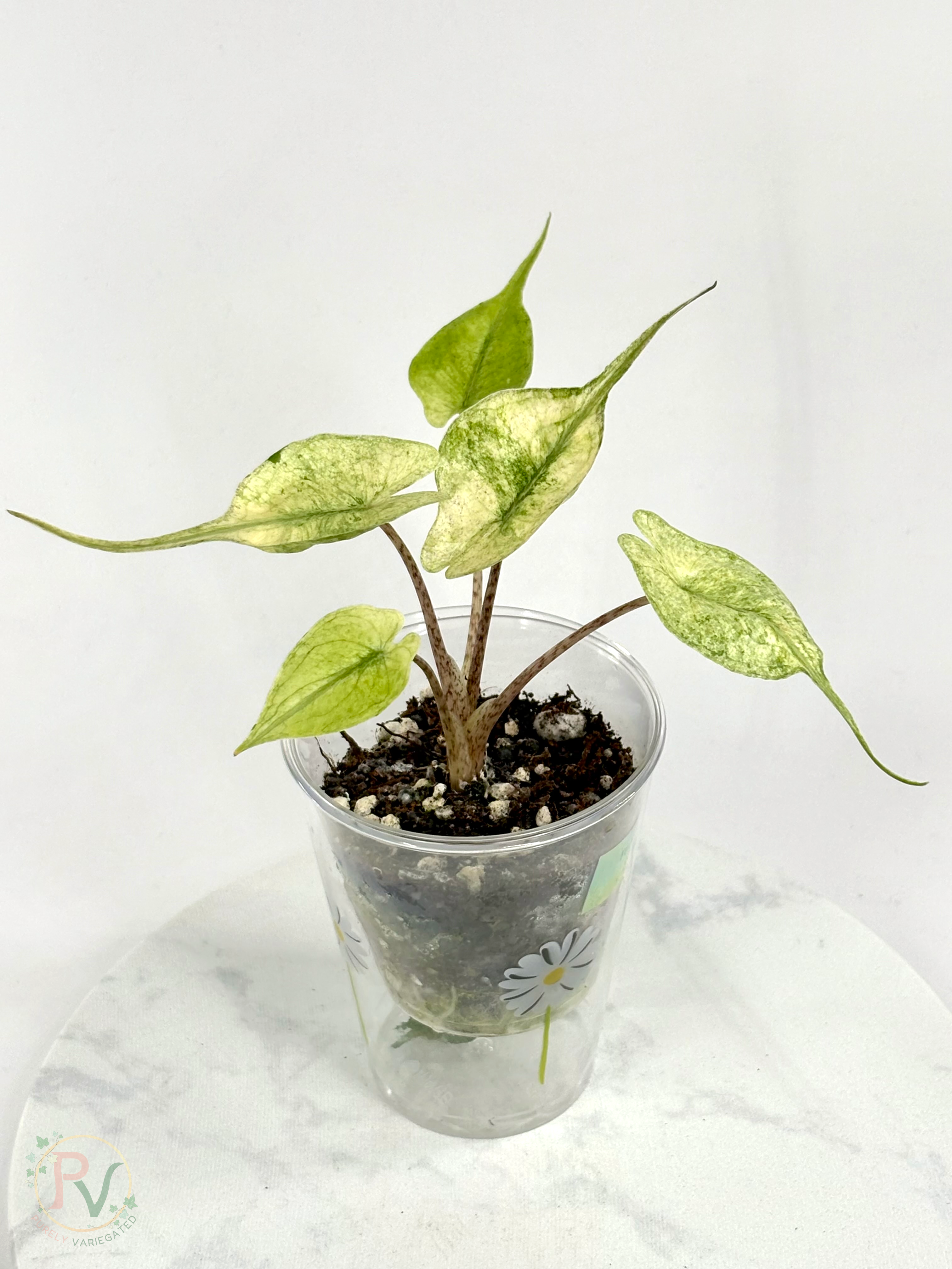 Pink Mint Stingray Alocasia
