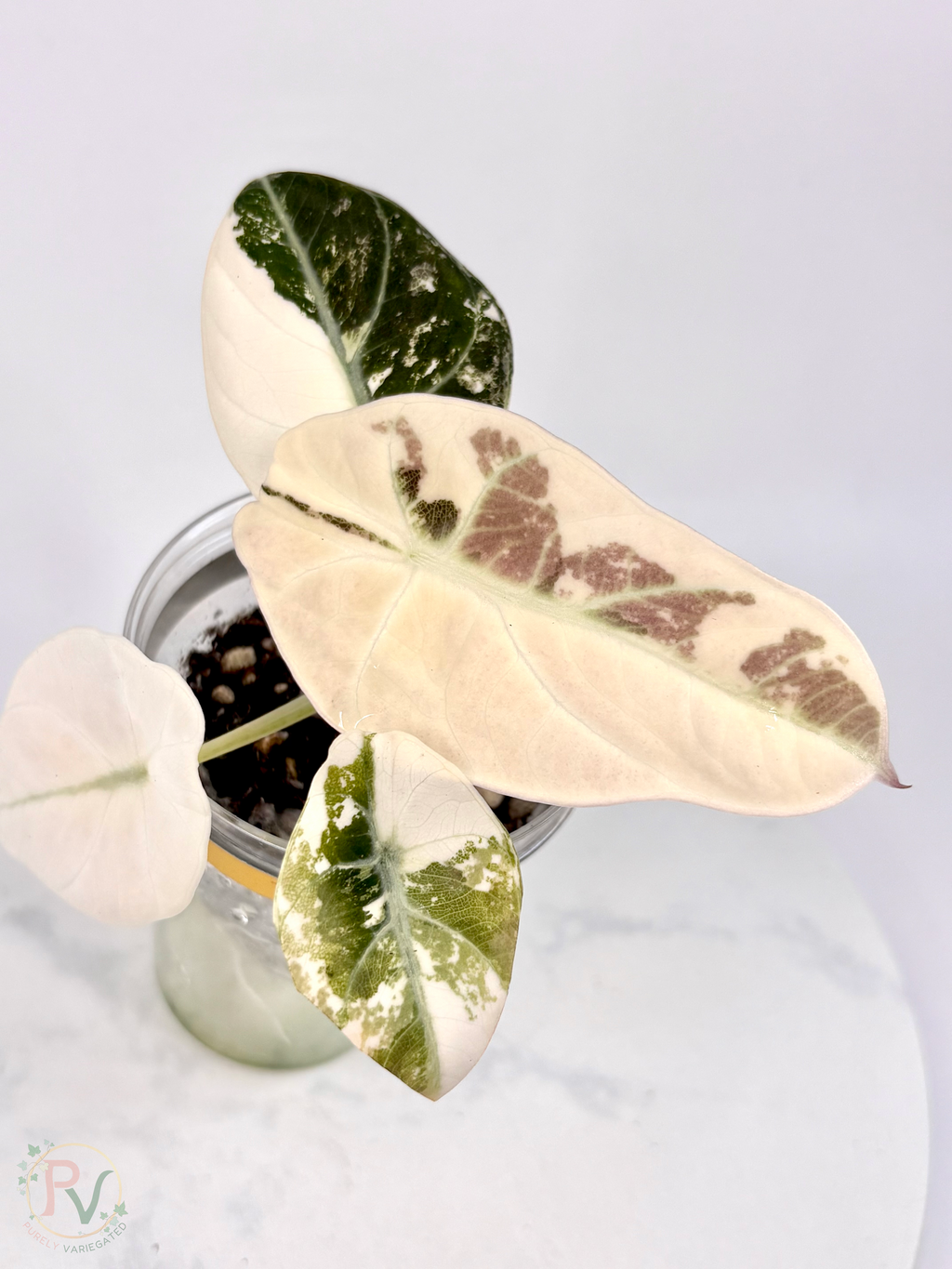 Pink Ninja Alocasia - Teen Size 2