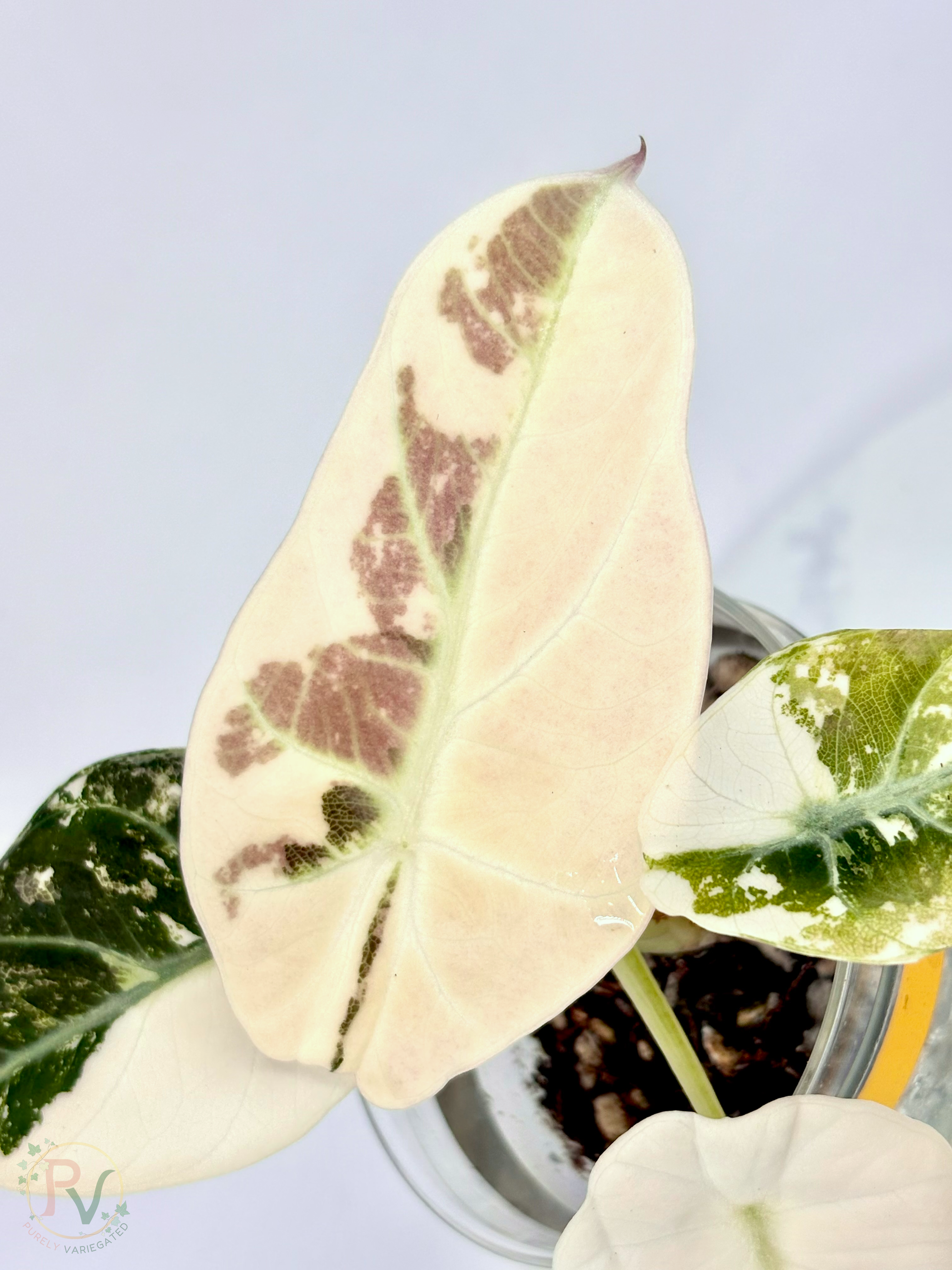 Pink Ninja Alocasia - Teen Size 2