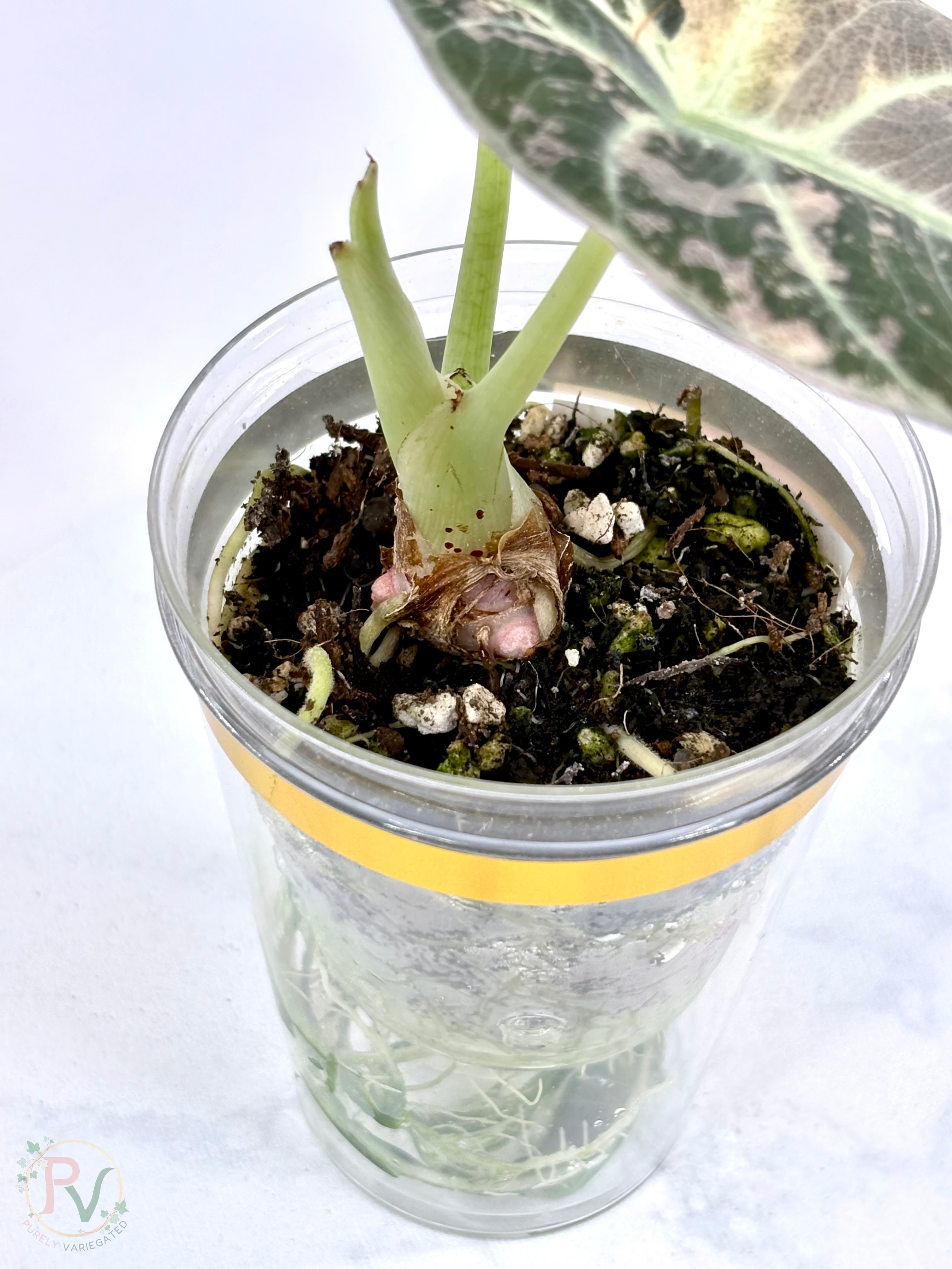 Pink Ninja Alocasia - Corming Size
