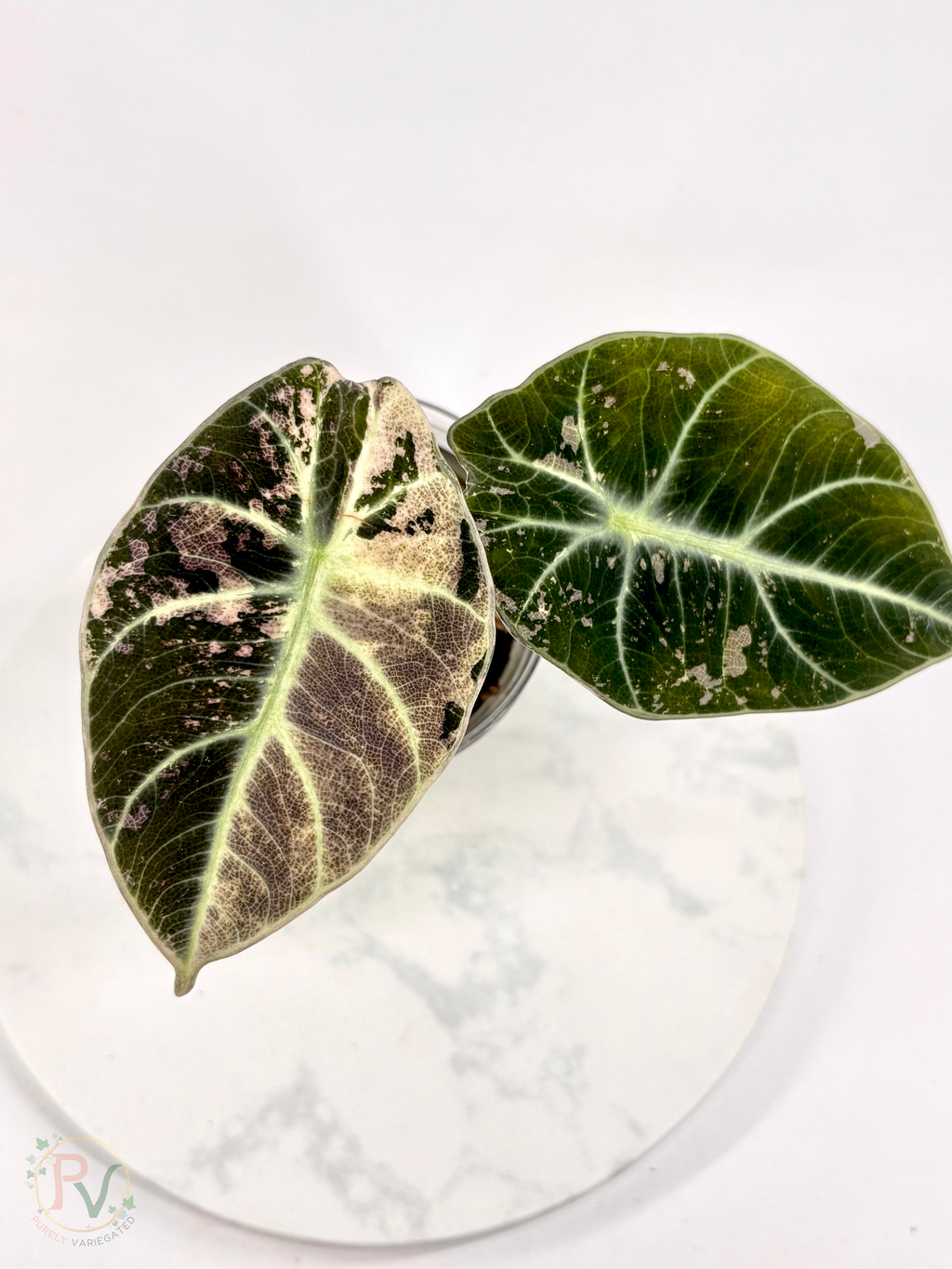 Pink Ninja Alocasia - Corming Size