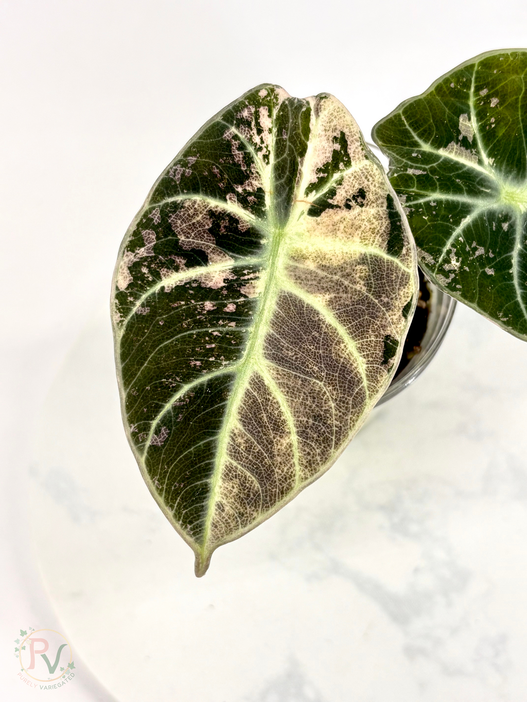 Pink Ninja Alocasia - Corming Size