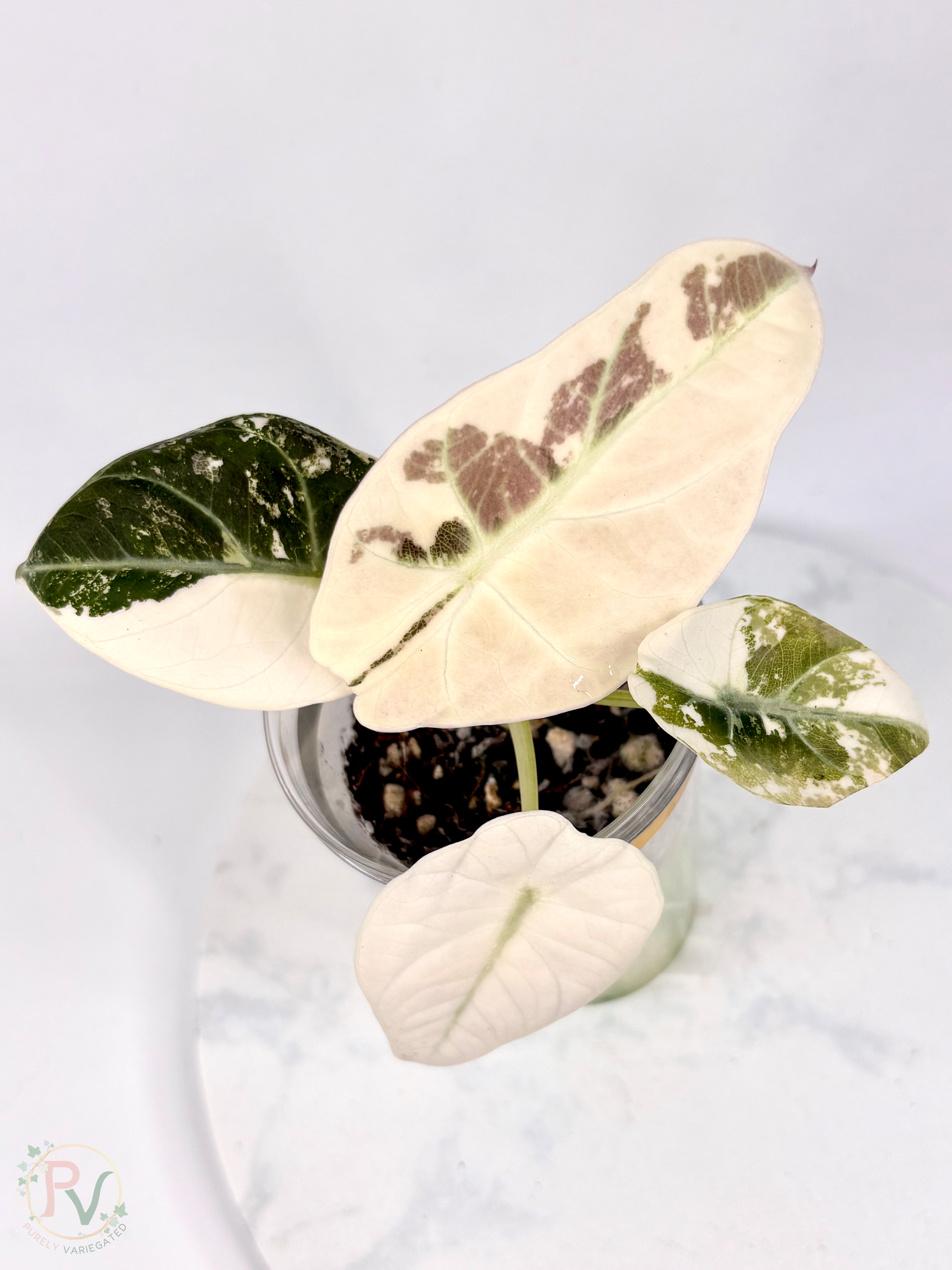 Pink Ninja Alocasia - Teen Size 2