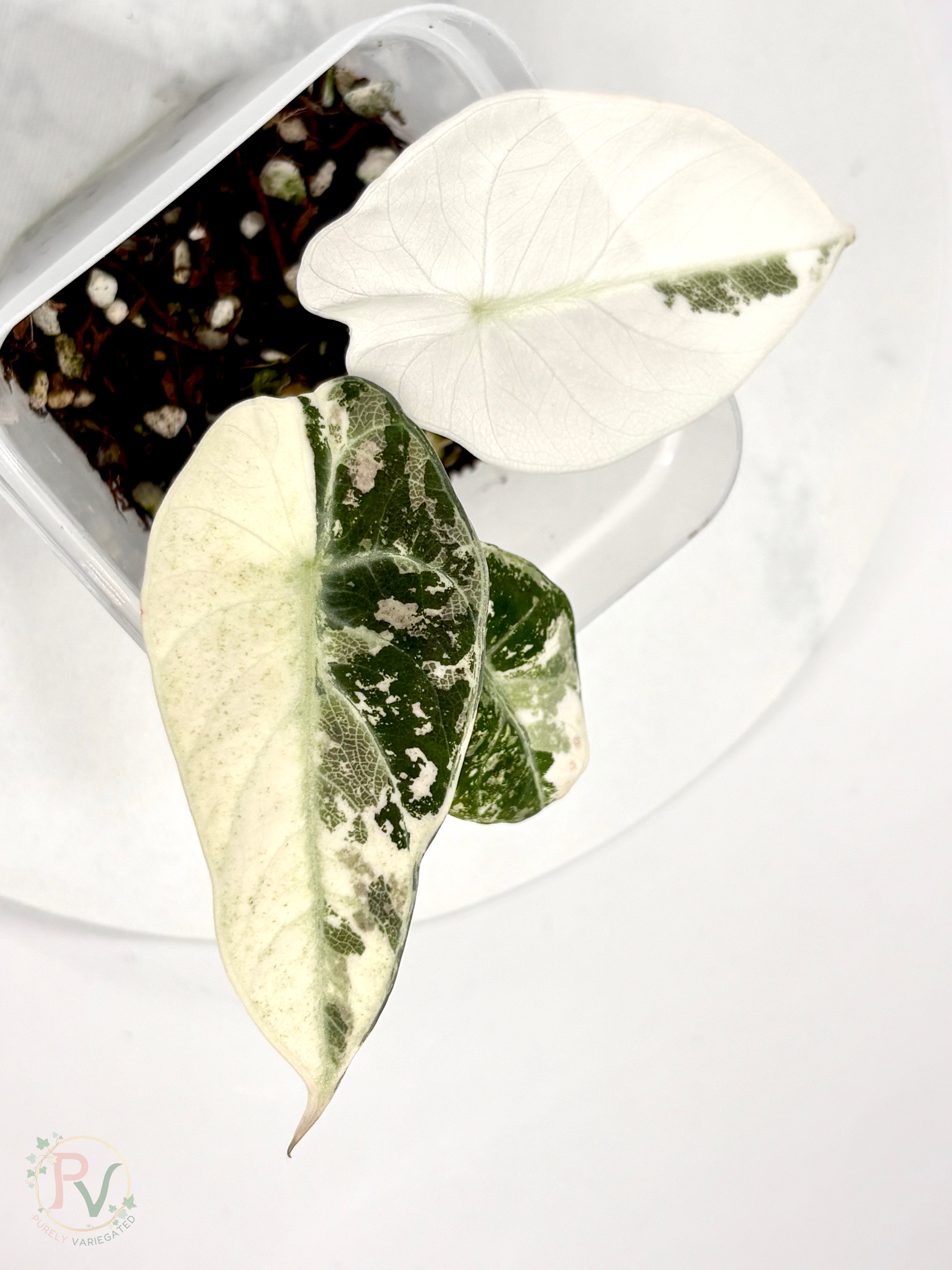 Pink Ninja Alocasia 3