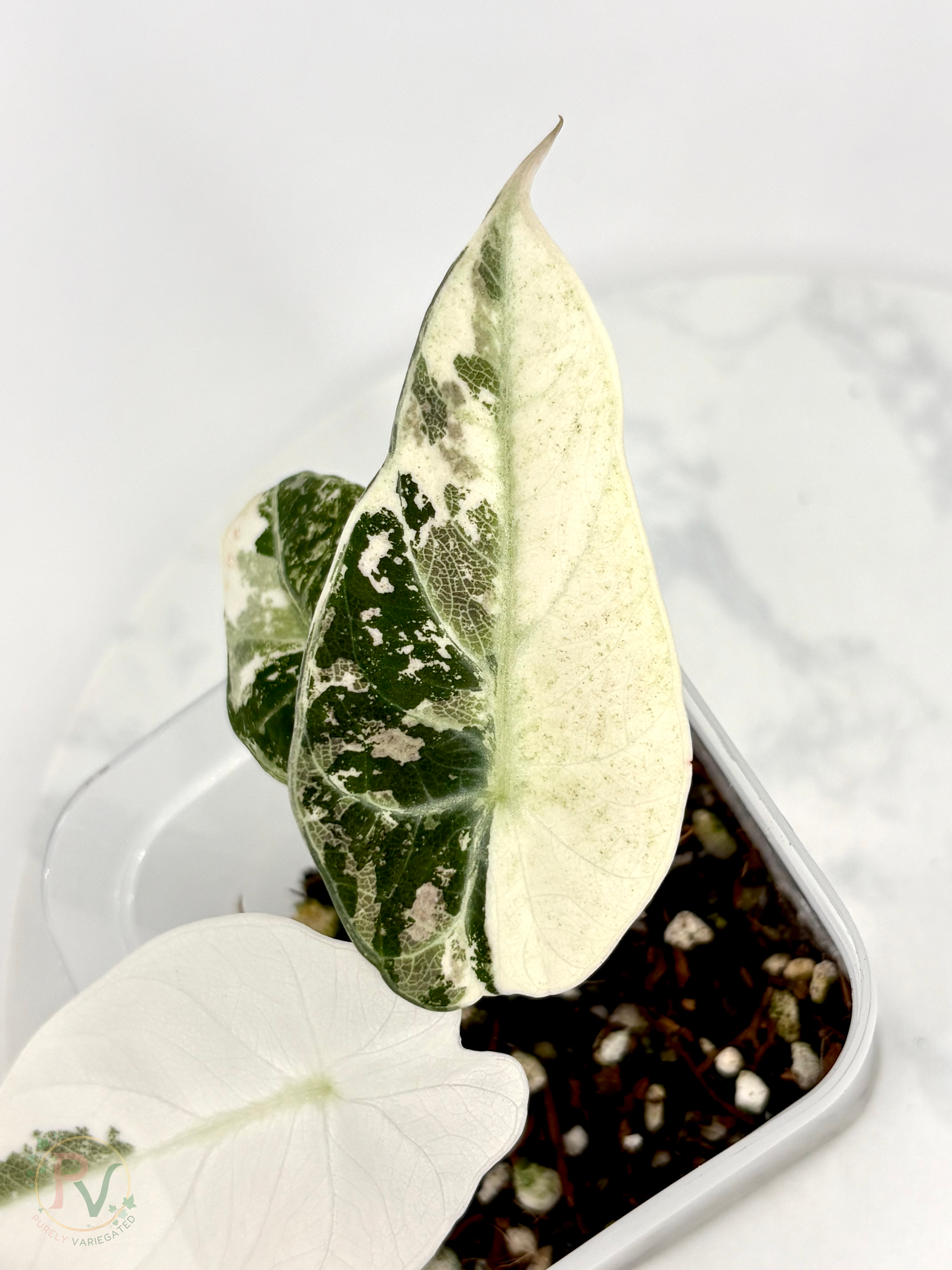 Pink Ninja Alocasia 3