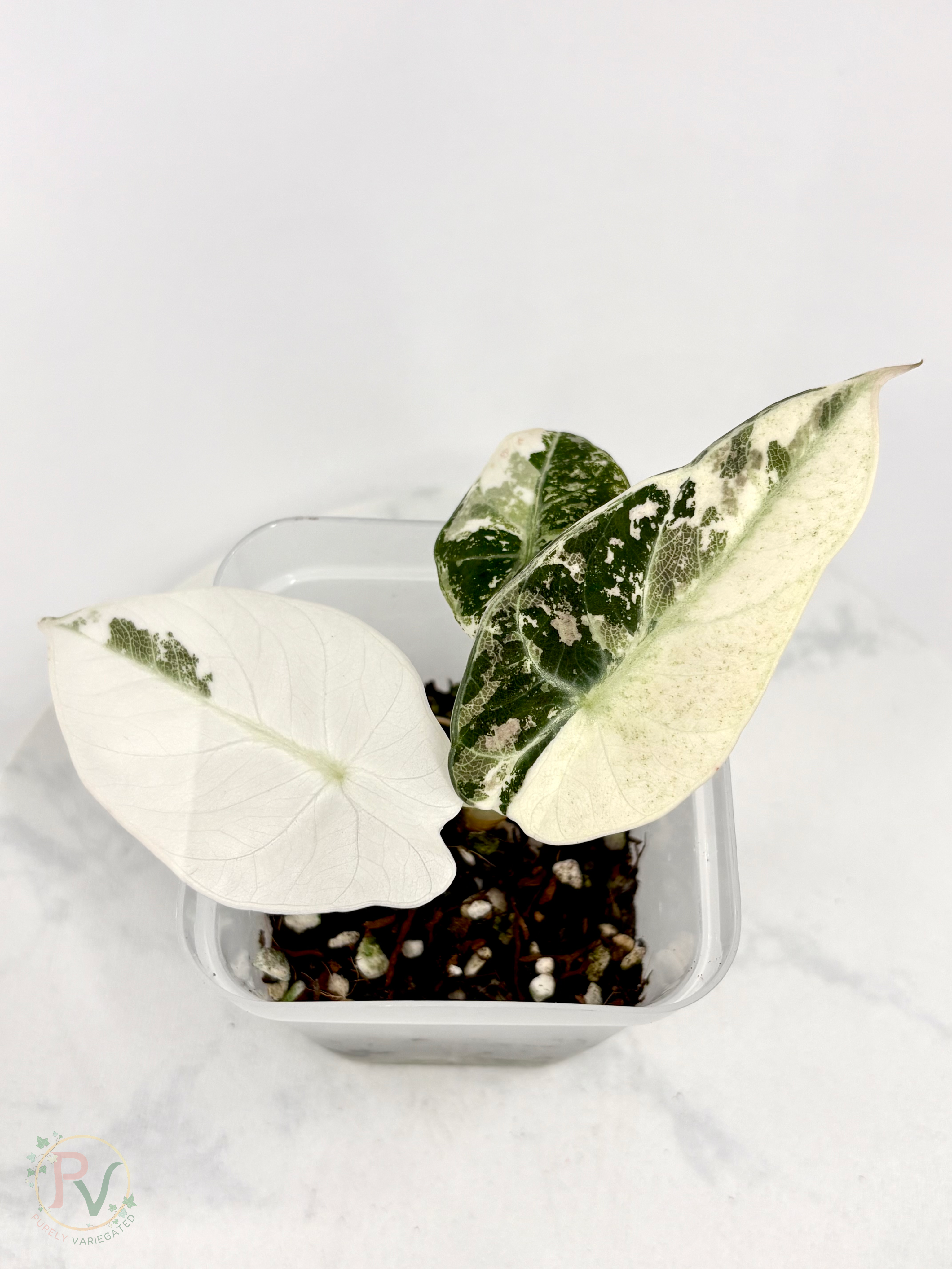 Pink Ninja Alocasia 3