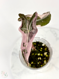Pink Nobilis Alocasia