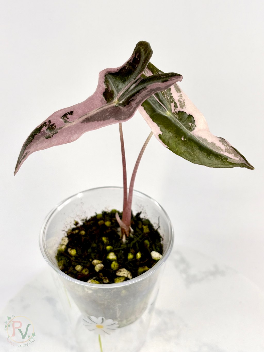 Pink Nobilis Alocasia