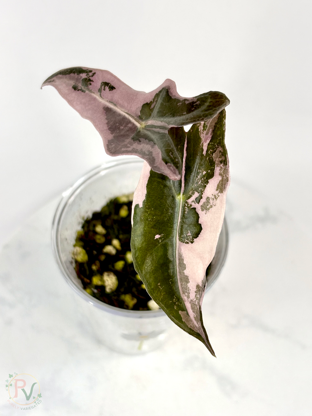 Pink Nobilis Alocasia