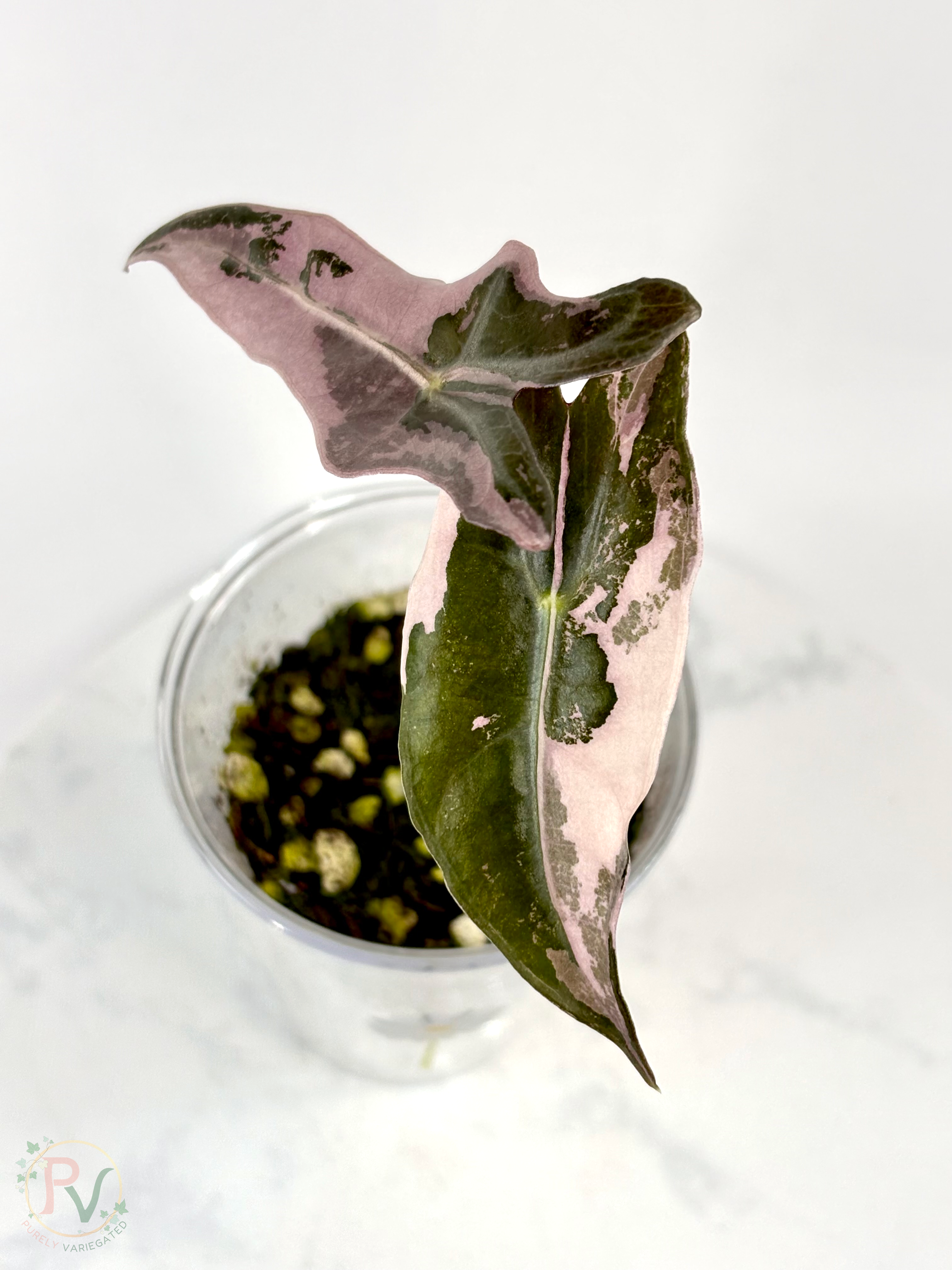 Pink Nobilis Alocasia