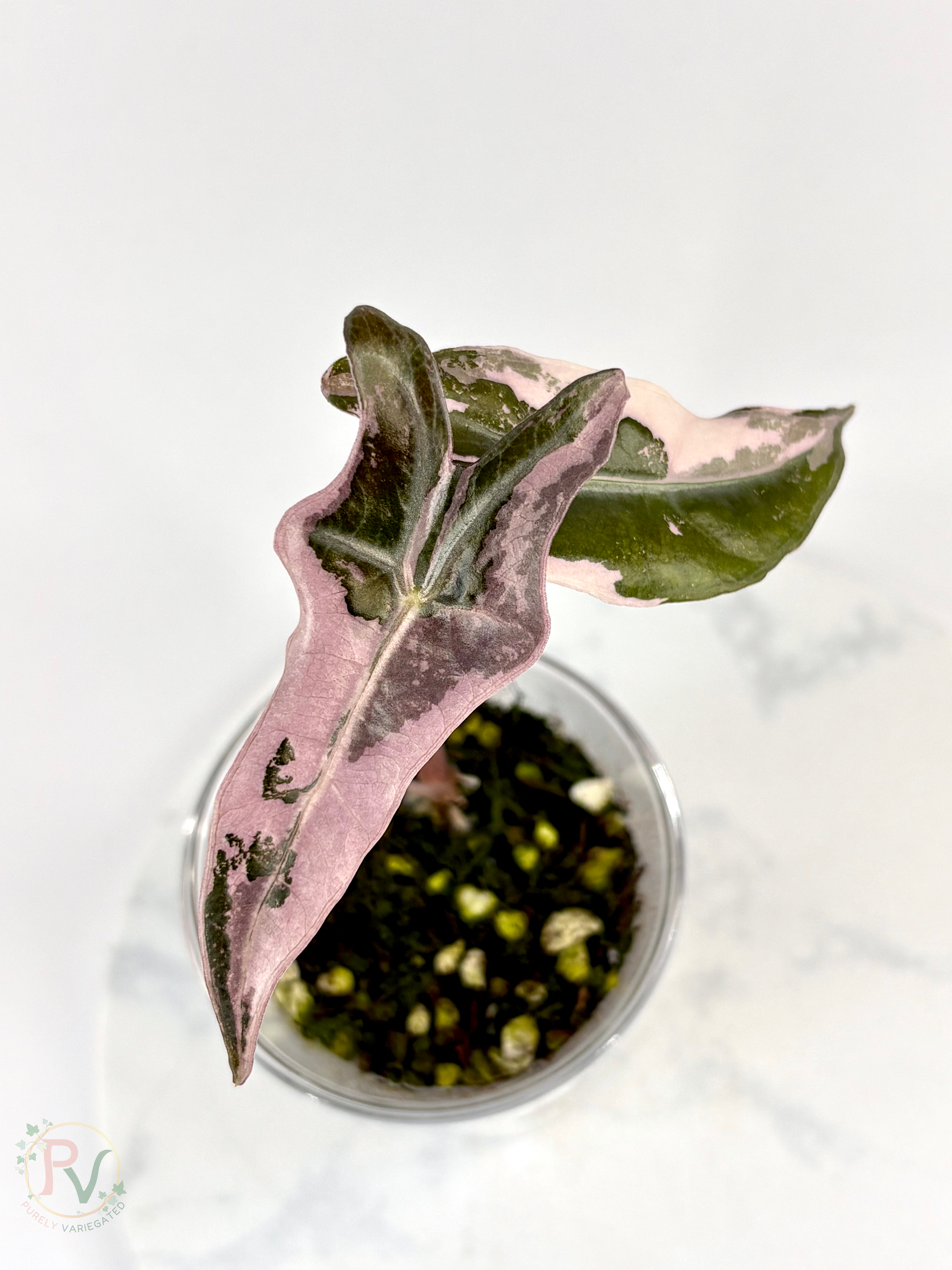Pink Nobilis Alocasia
