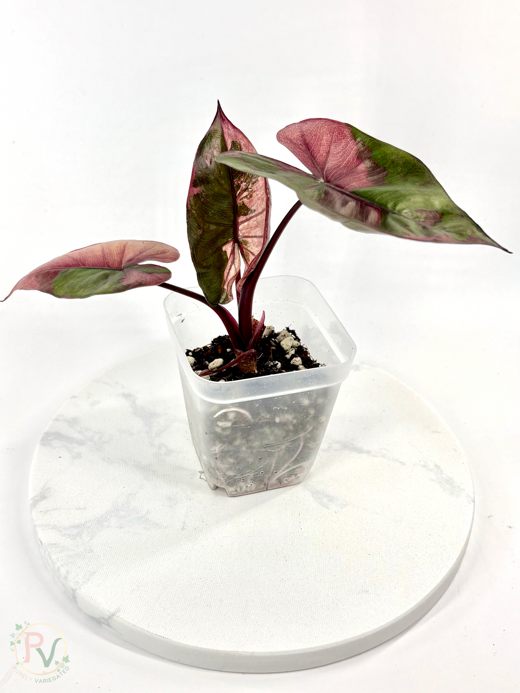Pink Plumbea Nigra Alocasia 1 - Teen Size