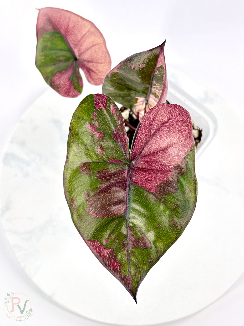Pink Plumbea Nigra Alocasia 1 - Teen Size