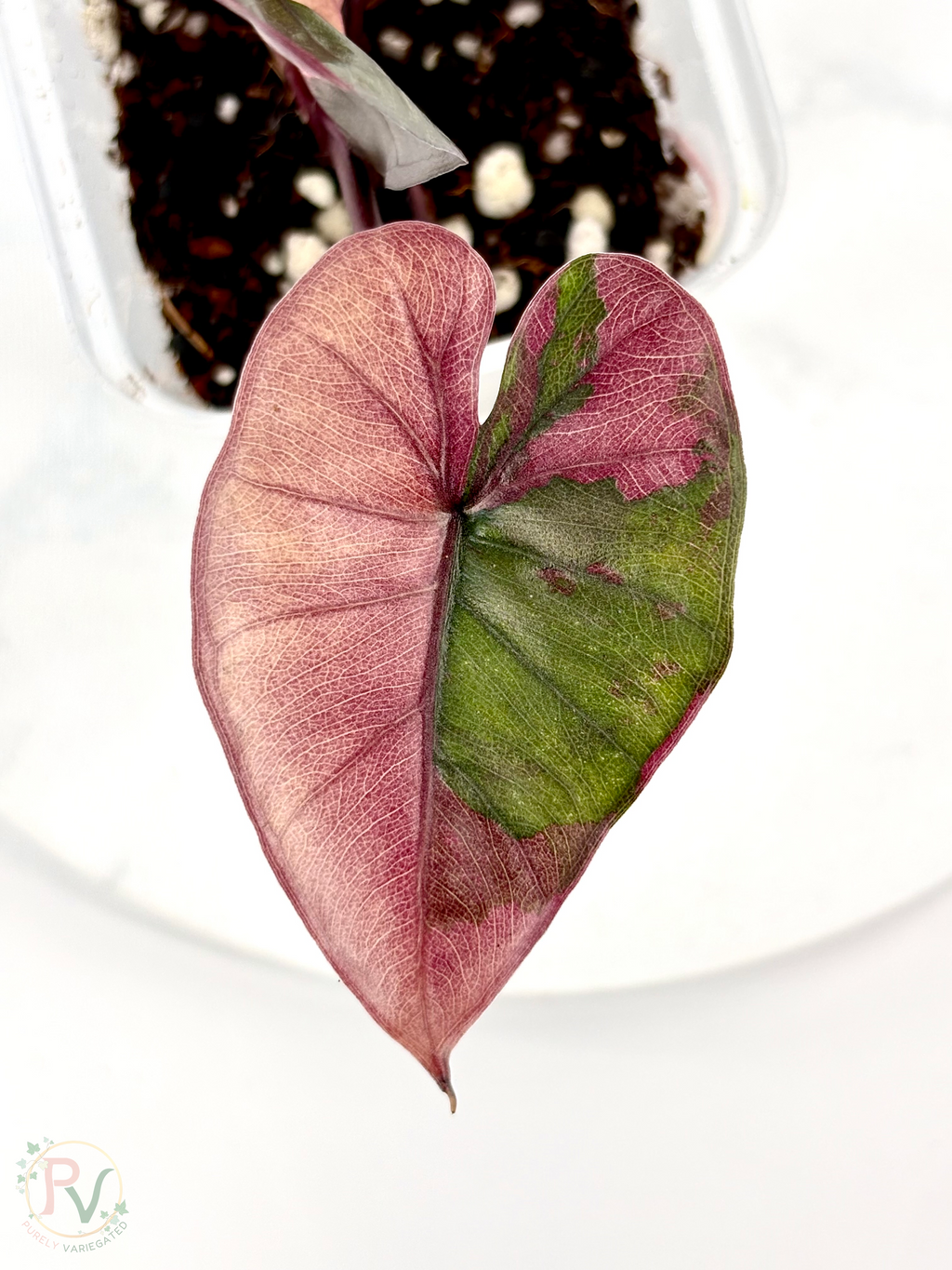Pink Plumbea Nigra Alocasia 1 - Teen Size