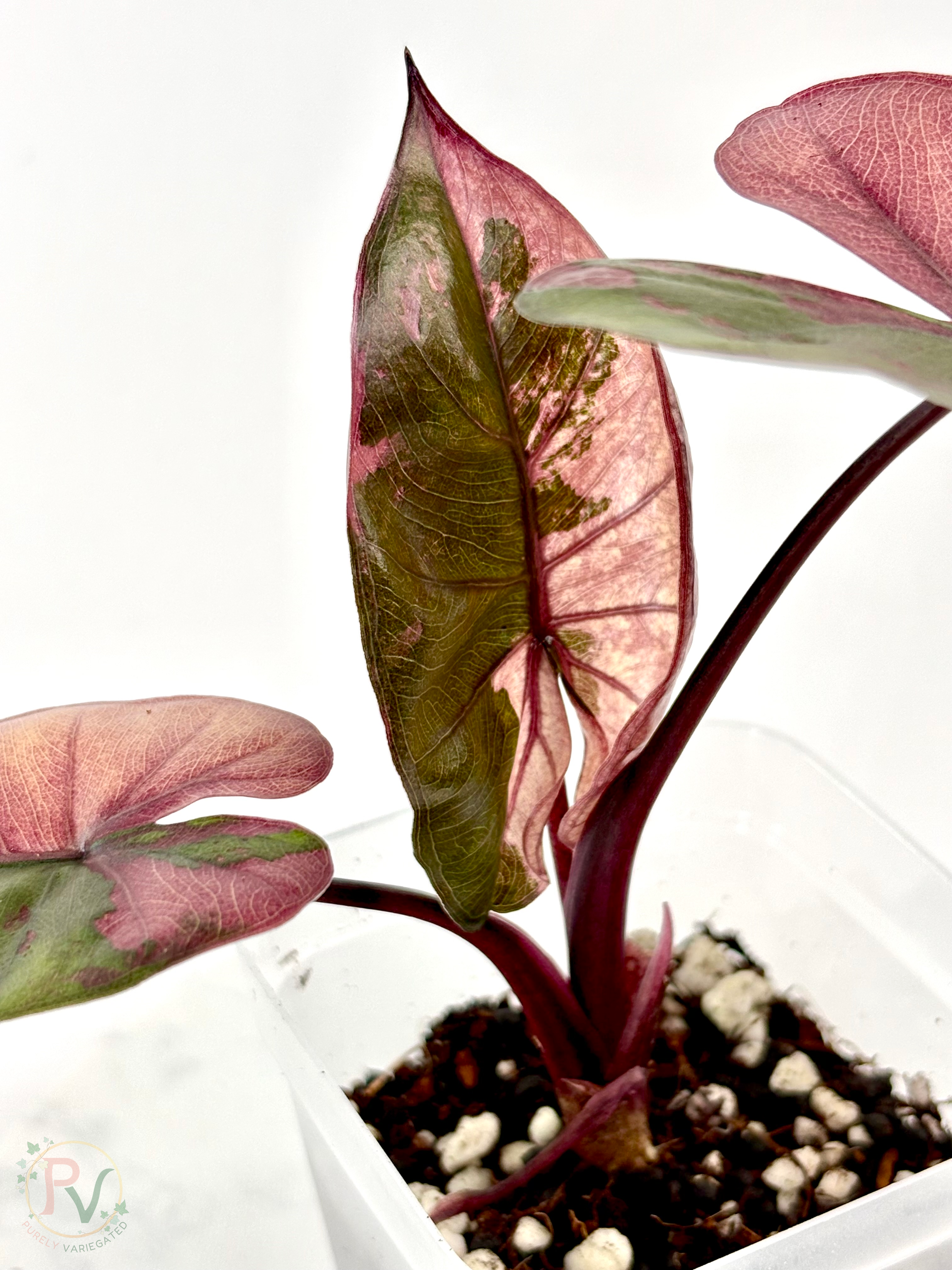 Pink Plumbea Nigra Alocasia 1 - Teen Size