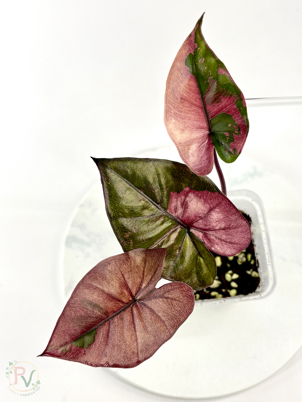 Pink Plumbea Nigra Alocasia 2 - Teen Size