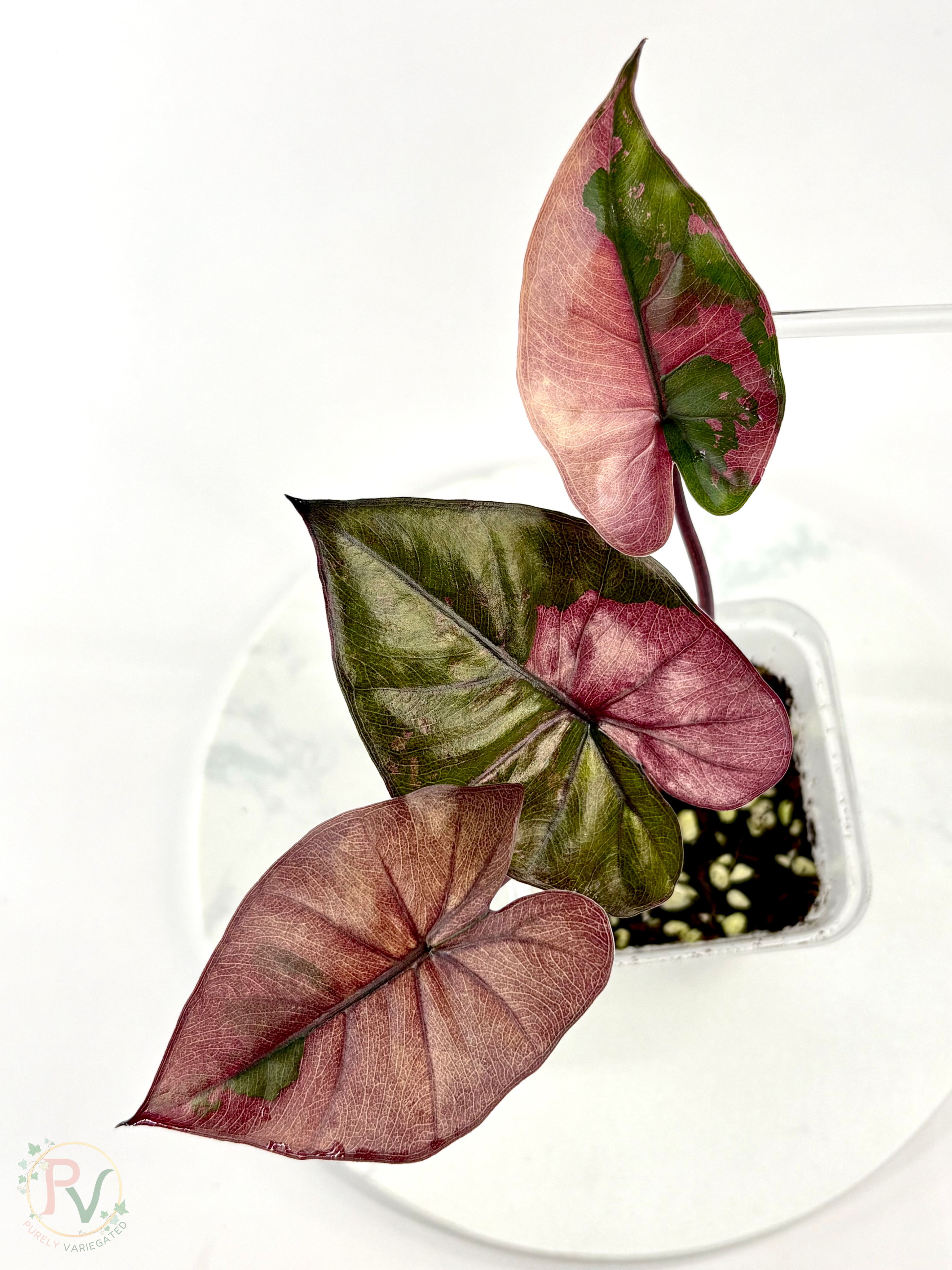 Pink Plumbea Nigra Alocasia 2 - Teen Size