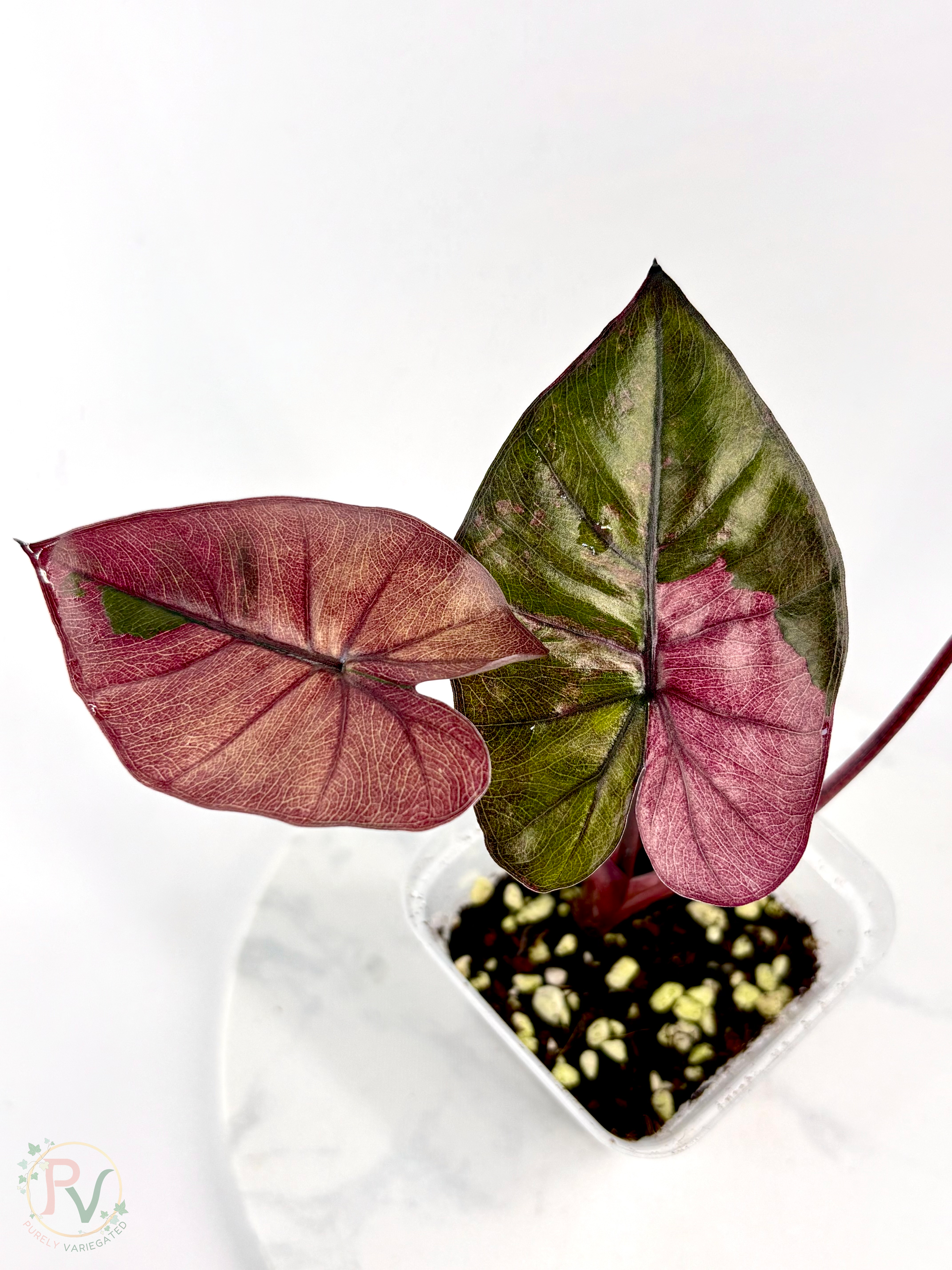 Pink Plumbea Nigra Alocasia 2 - Teen Size