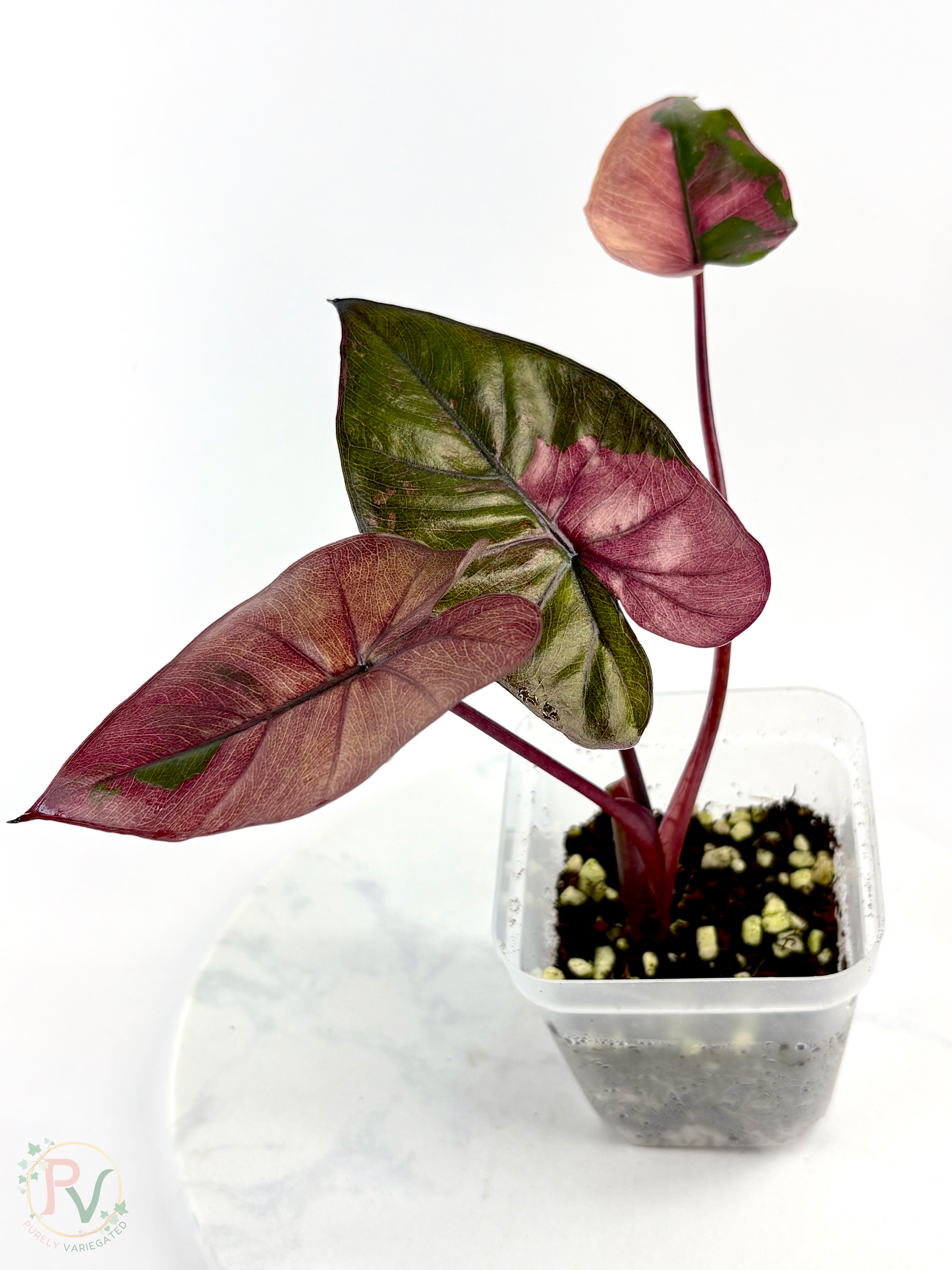 Pink Plumbea Nigra Alocasia 2 - Teen Size