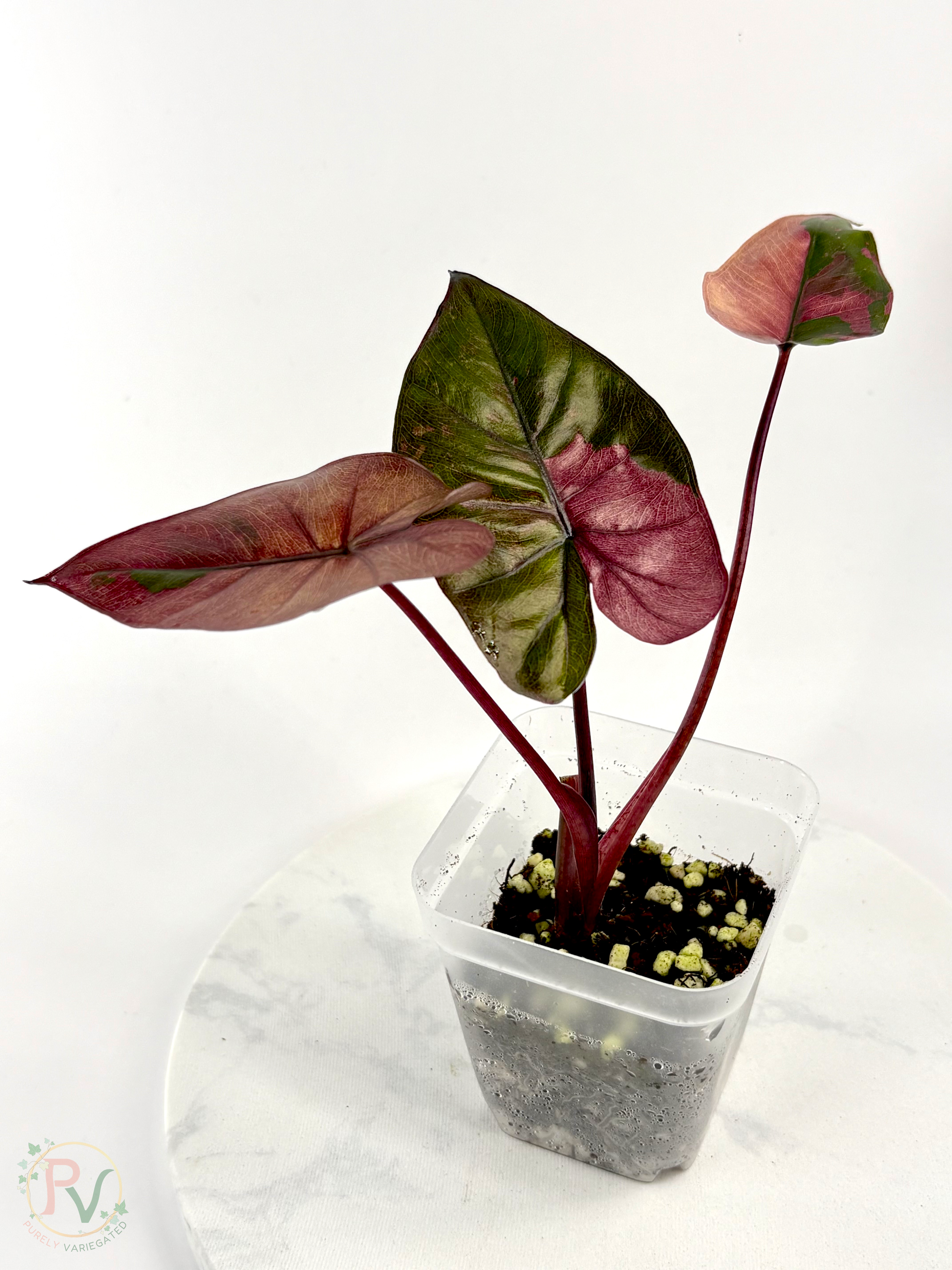 Pink Plumbea Nigra Alocasia 2 - Teen Size