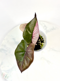 Pink Plumbea Nigra Alocasia 3