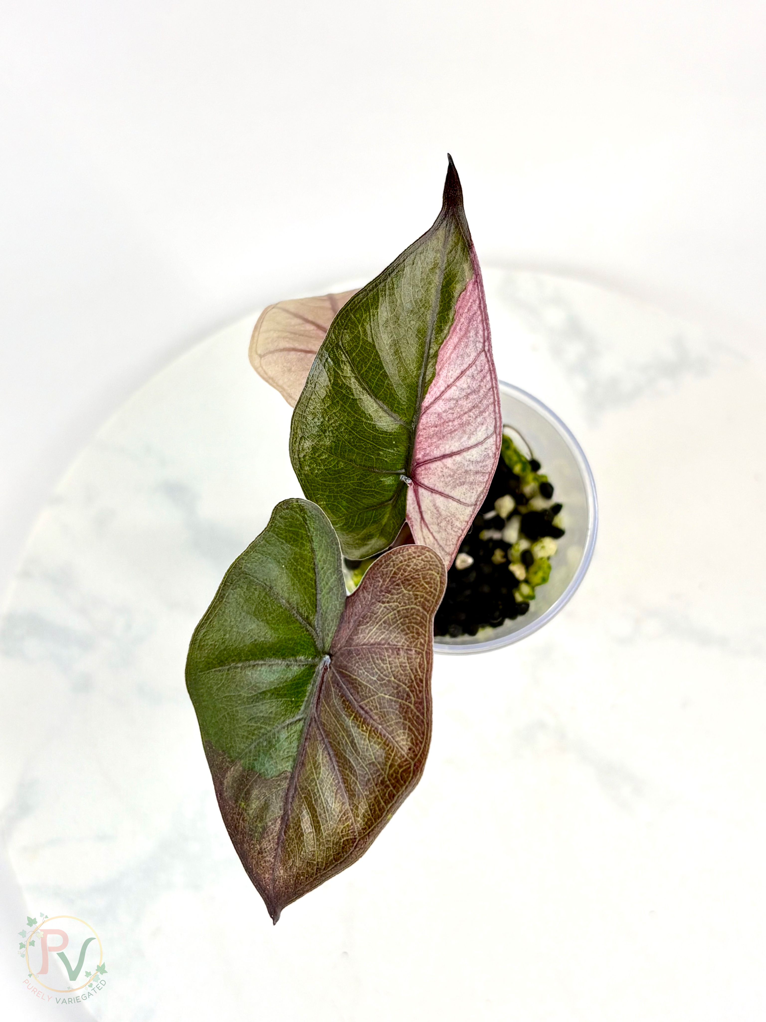 Pink Plumbea Nigra Alocasia 3