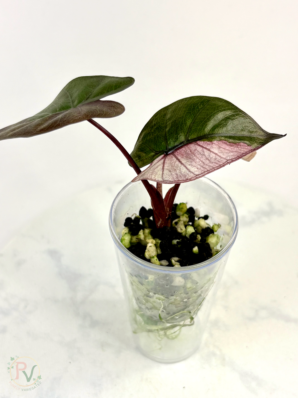Pink Plumbea Nigra Alocasia 3