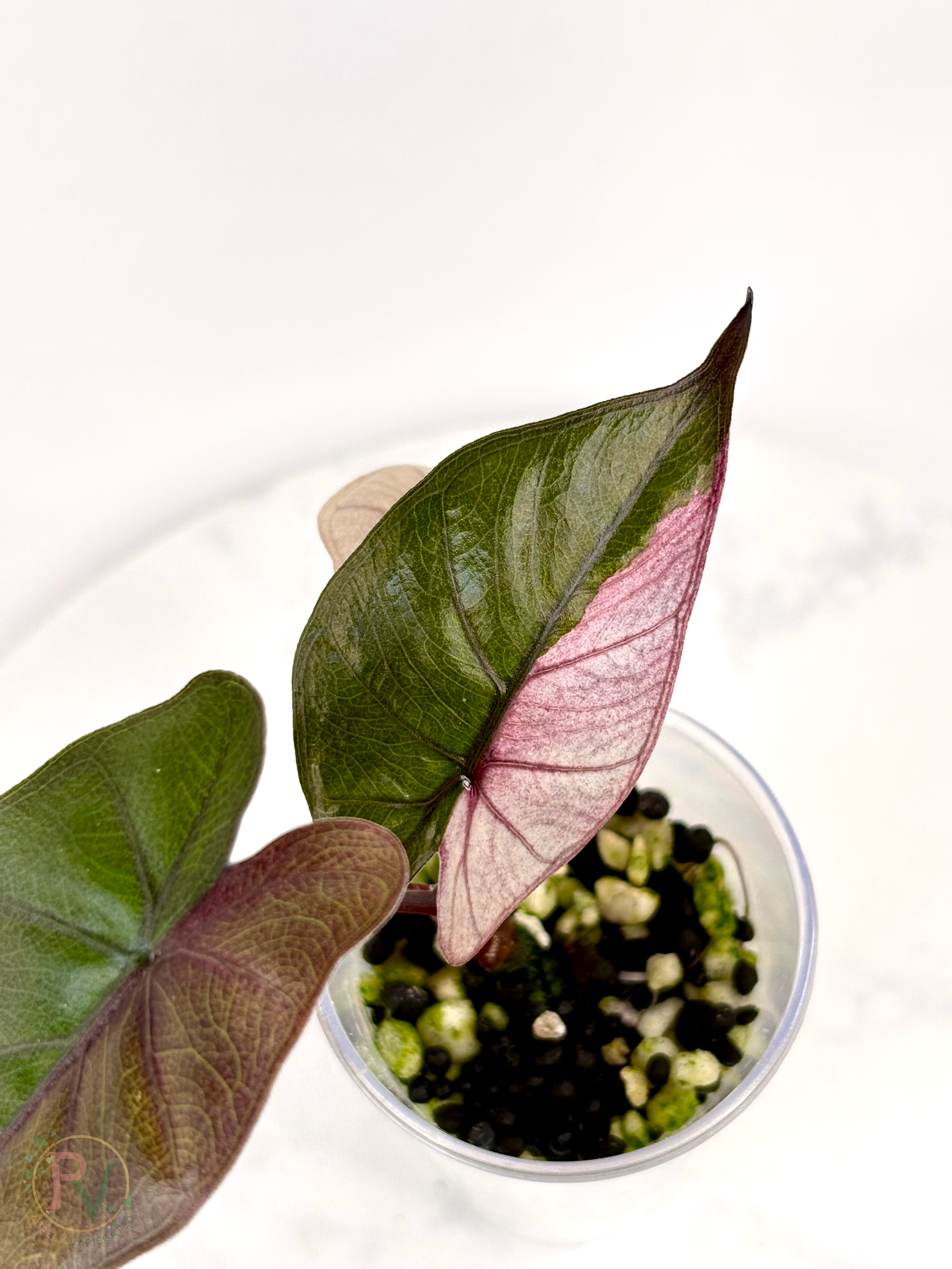 Pink Plumbea Nigra Alocasia 3
