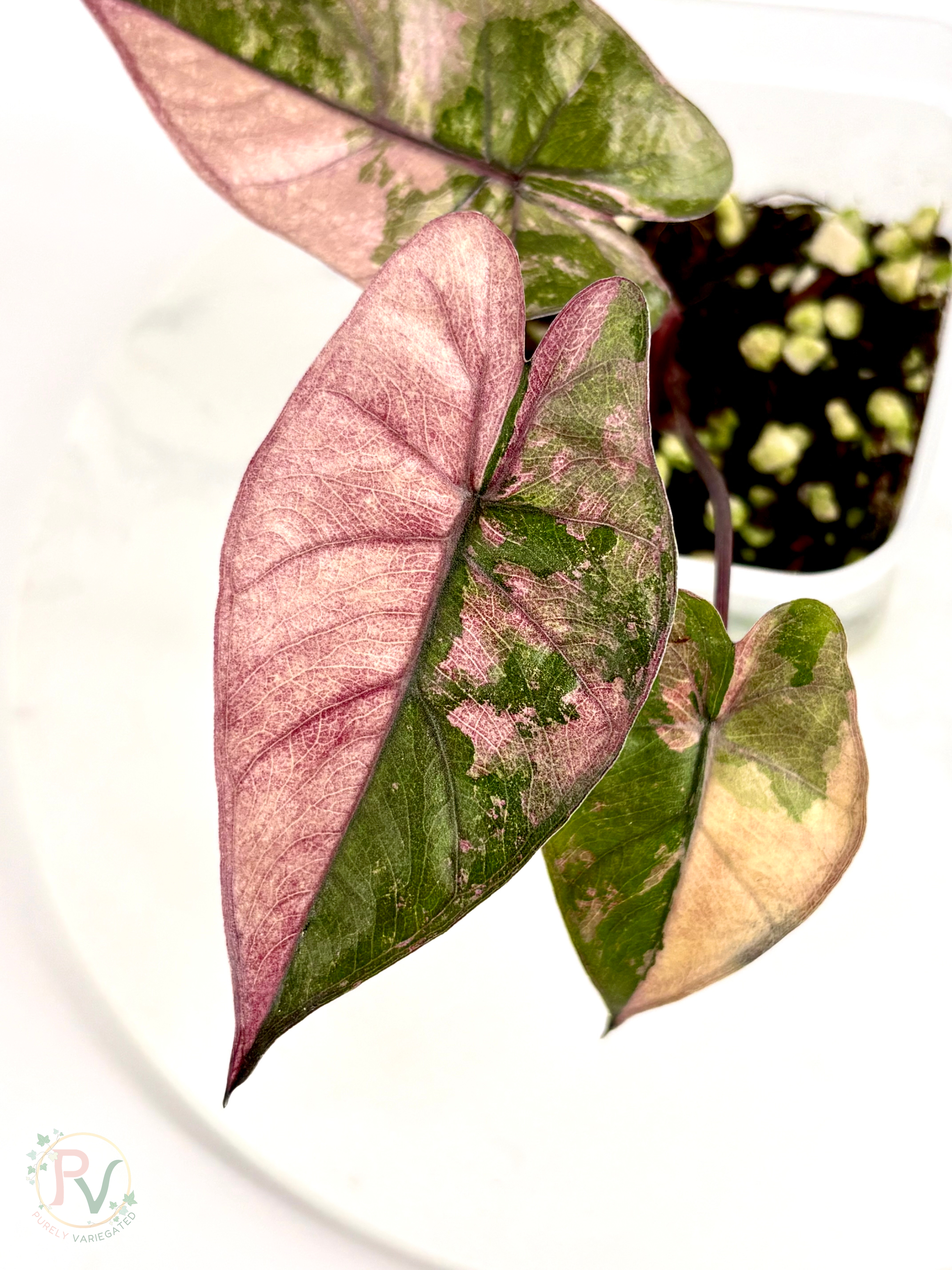 Pink Plumbea Nigra Alocasia 1