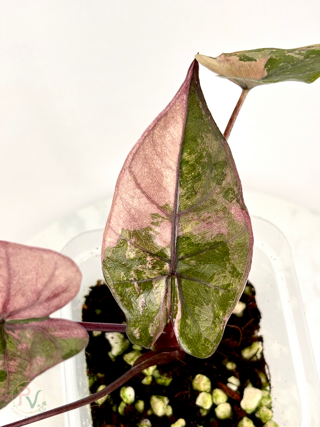 Pink Plumbea Nigra Alocasia 1