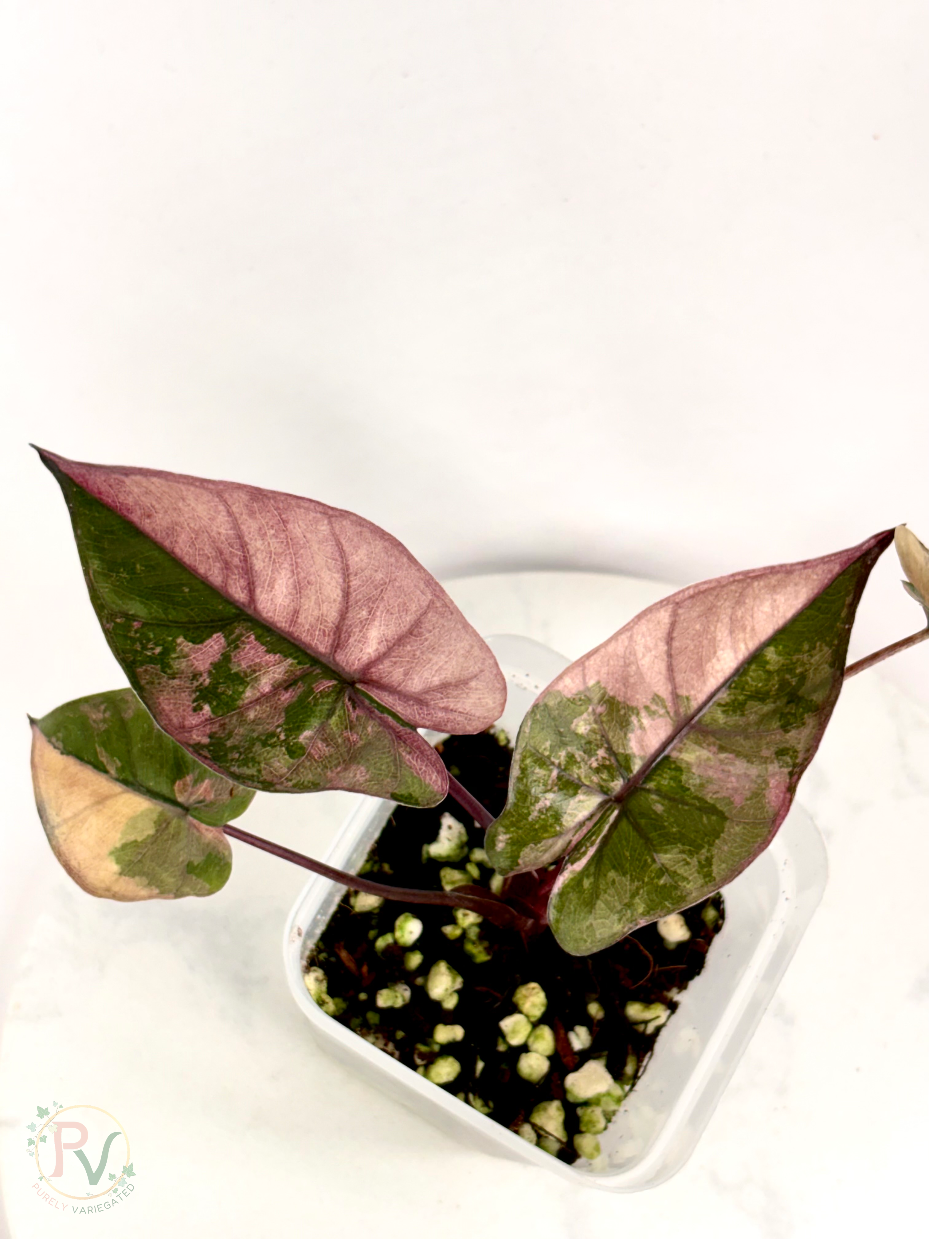 Pink Plumbea Nigra Alocasia 1