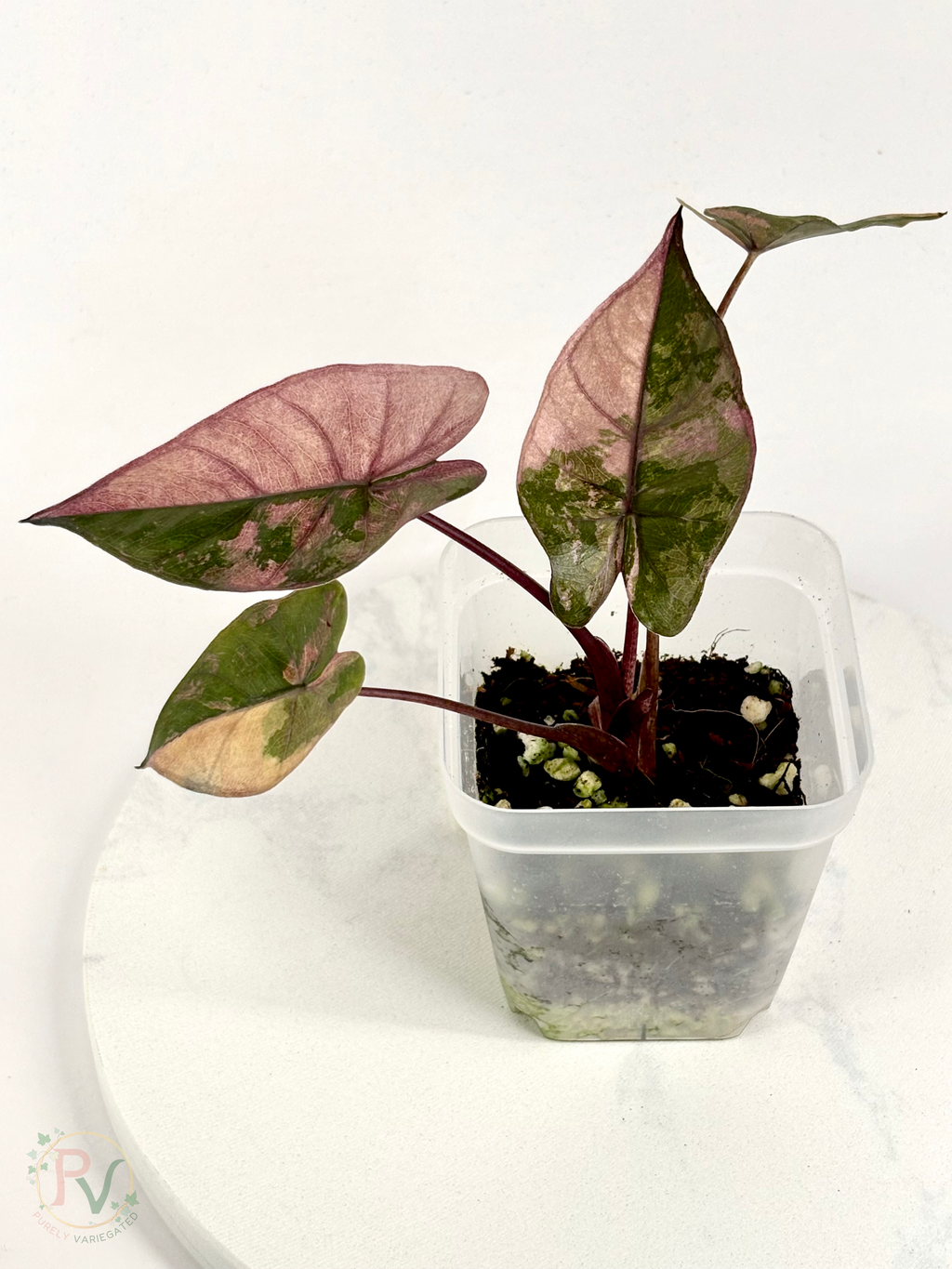 Pink Plumbea Nigra Alocasia 1