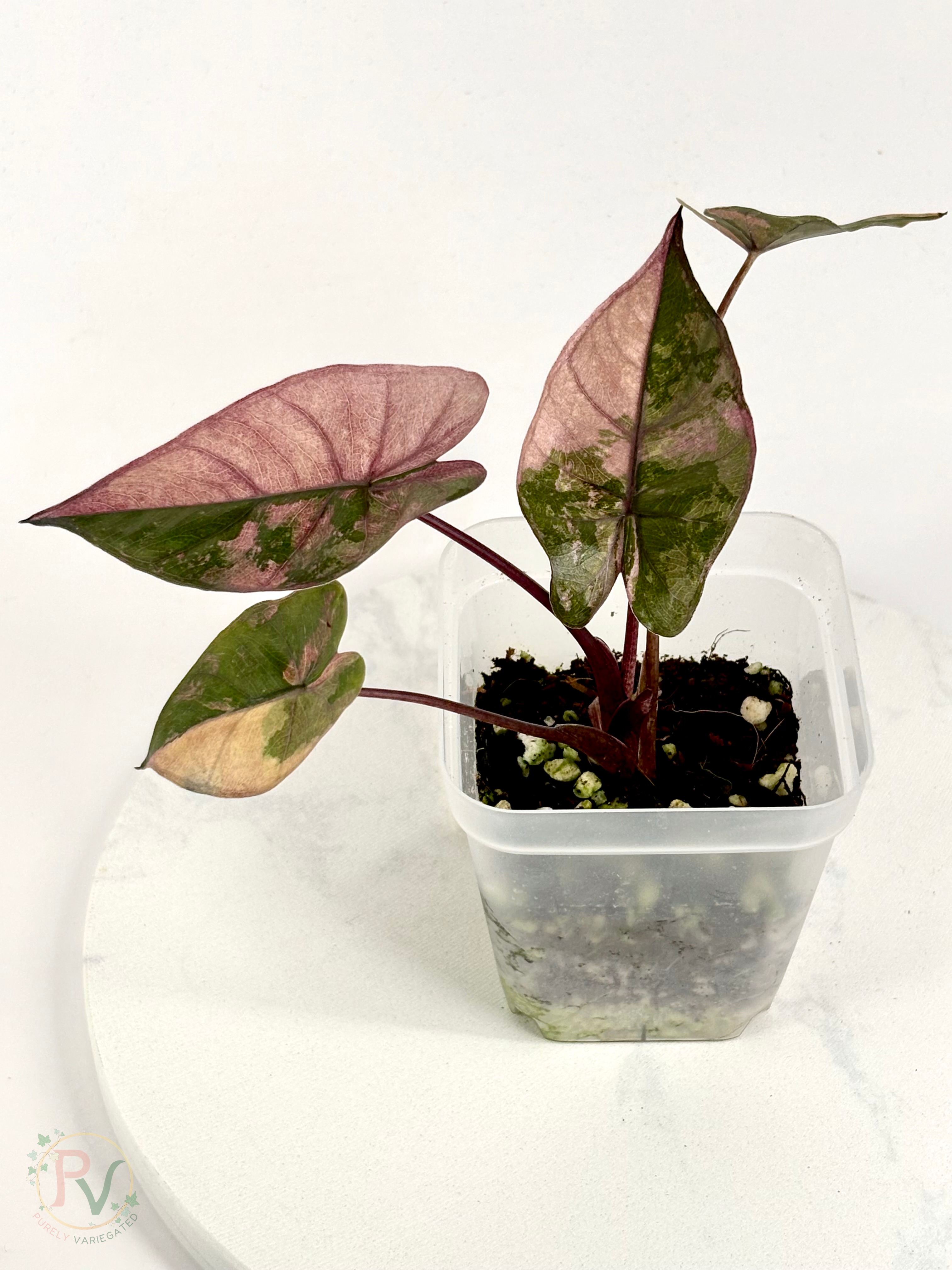Pink Plumbea Nigra Alocasia 1