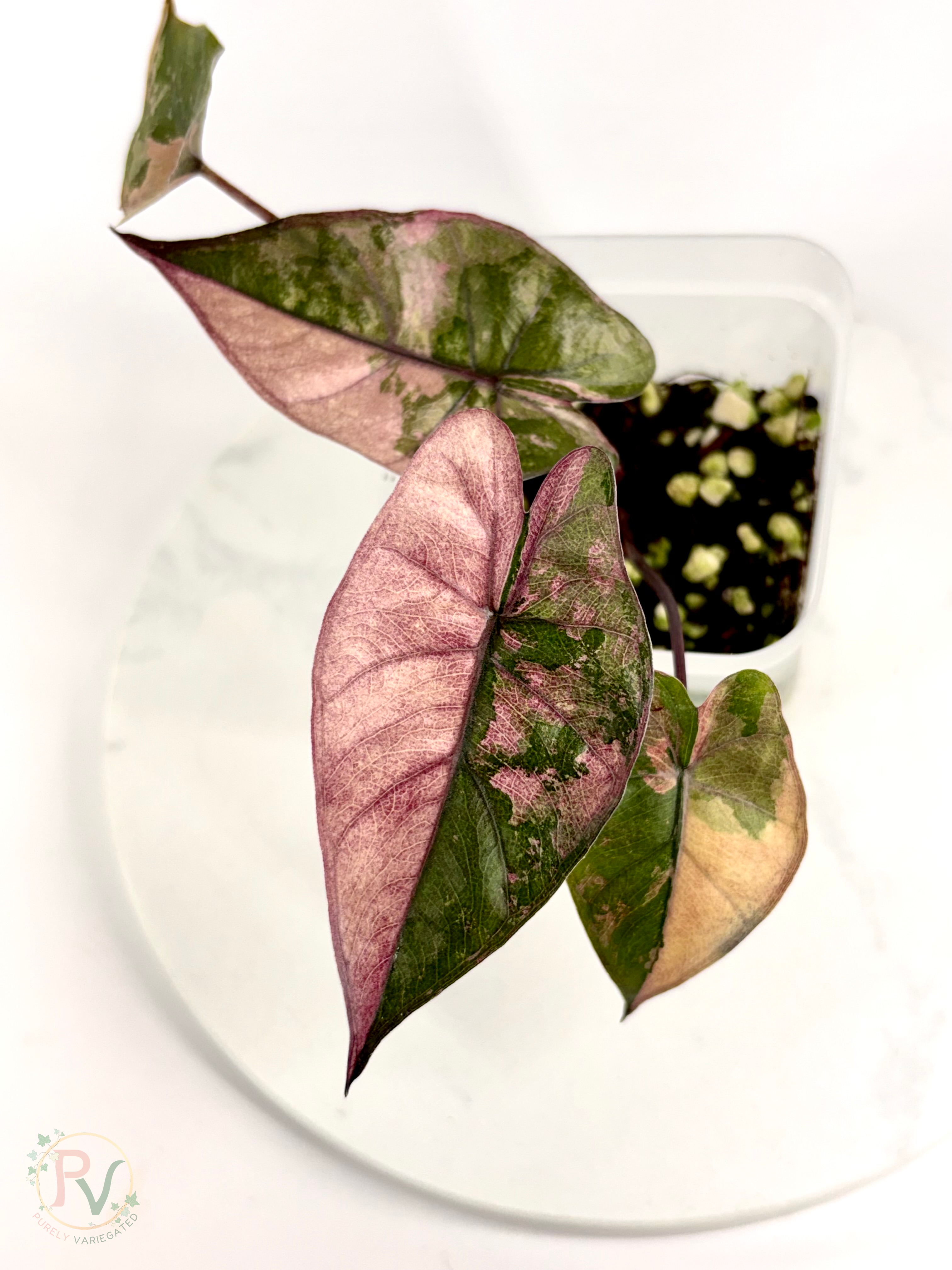 Pink Plumbea Nigra Alocasia 1