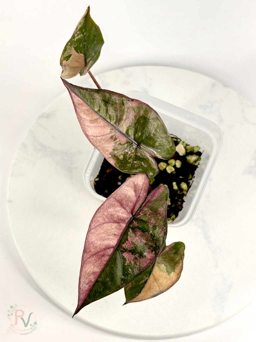 Pink Plumbea Nigra Alocasia 1
