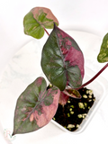 Pink Plumbea Nigra Alocasia 2