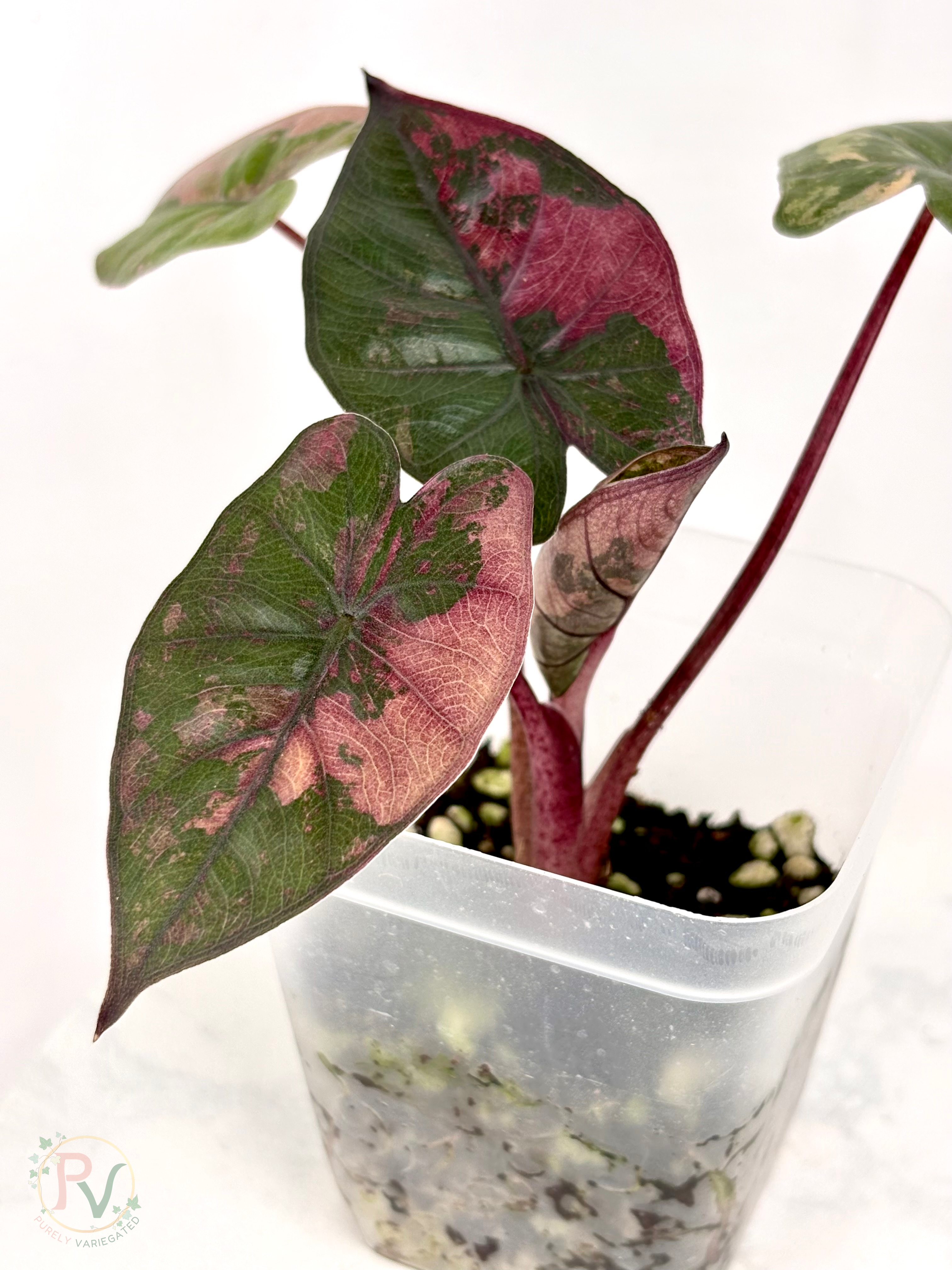 Pink Plumbea Nigra Alocasia 2