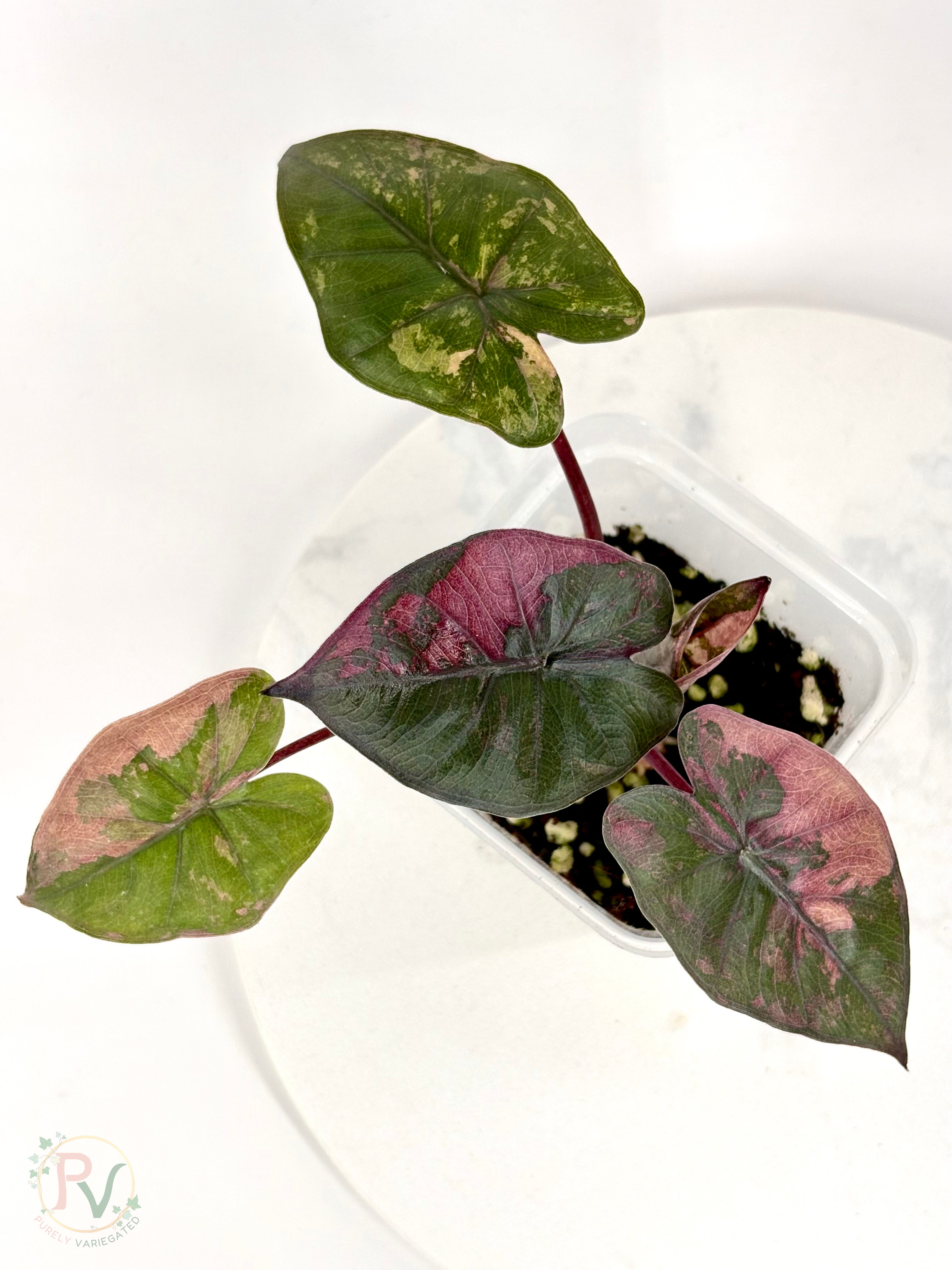Pink Plumbea Nigra Alocasia 2