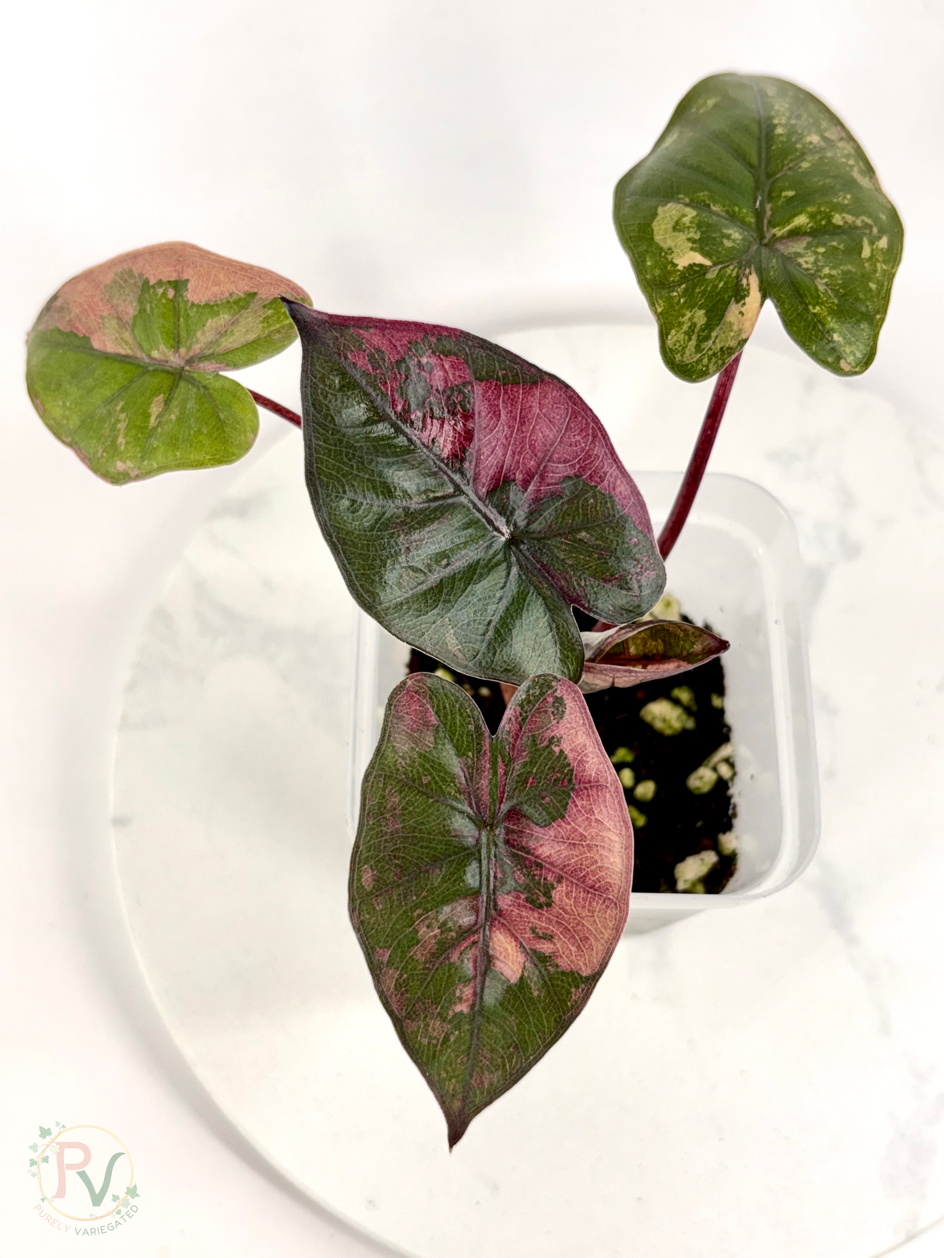 Pink Plumbea Nigra Alocasia 2