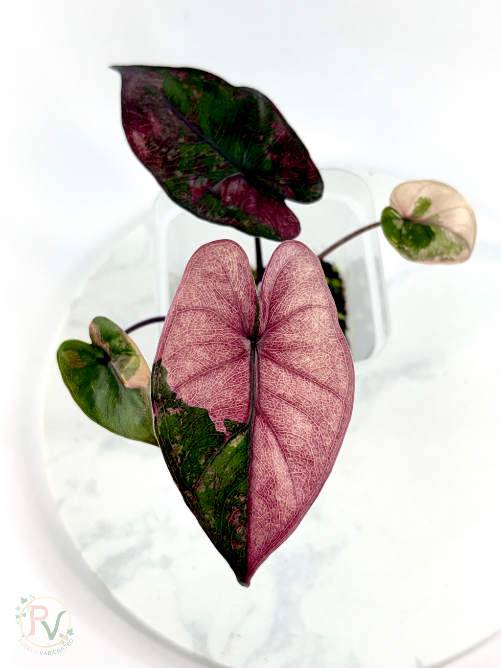 Pink Plumbea Nigra Alocasia 3 - Teen Size