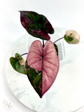 Pink Plumbea Nigra Alocasia 3 - Teen Size