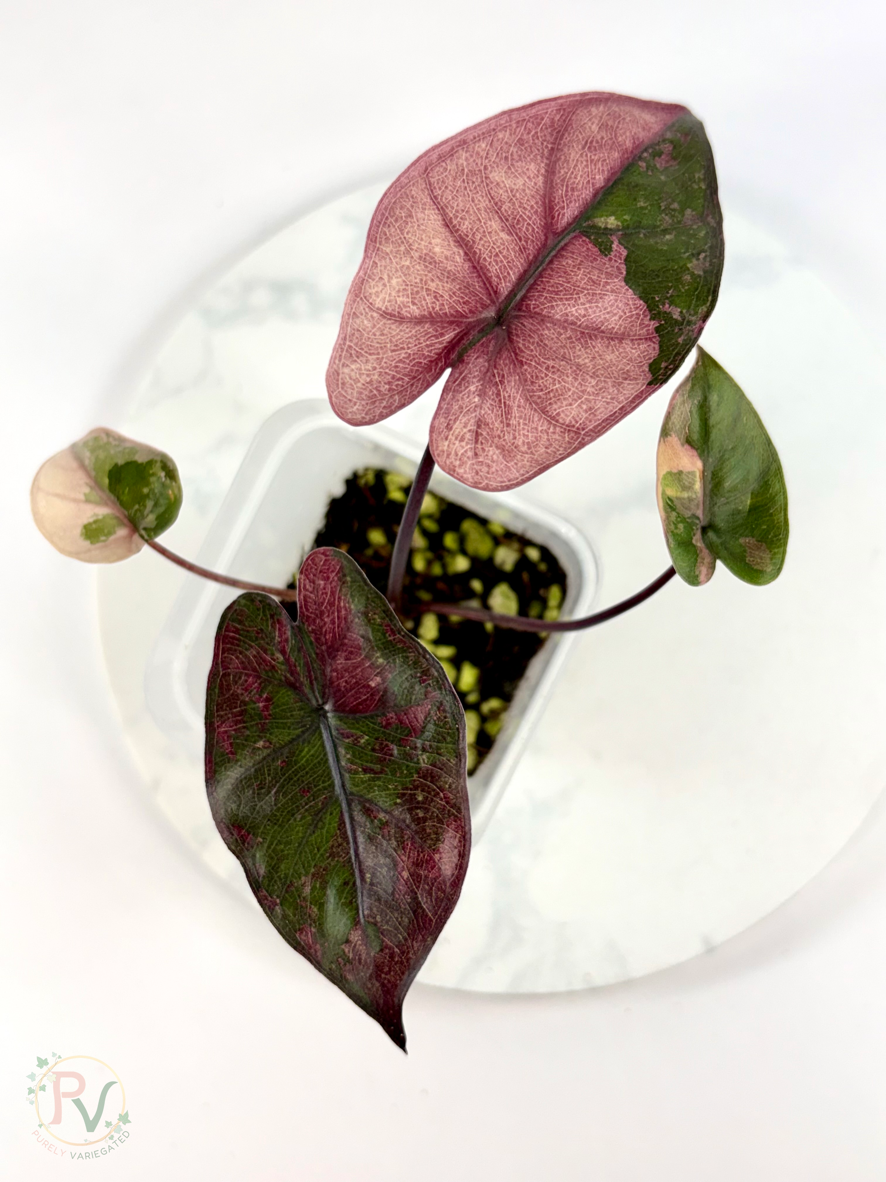 Pink Plumbea Nigra Alocasia 3 - Teen Size