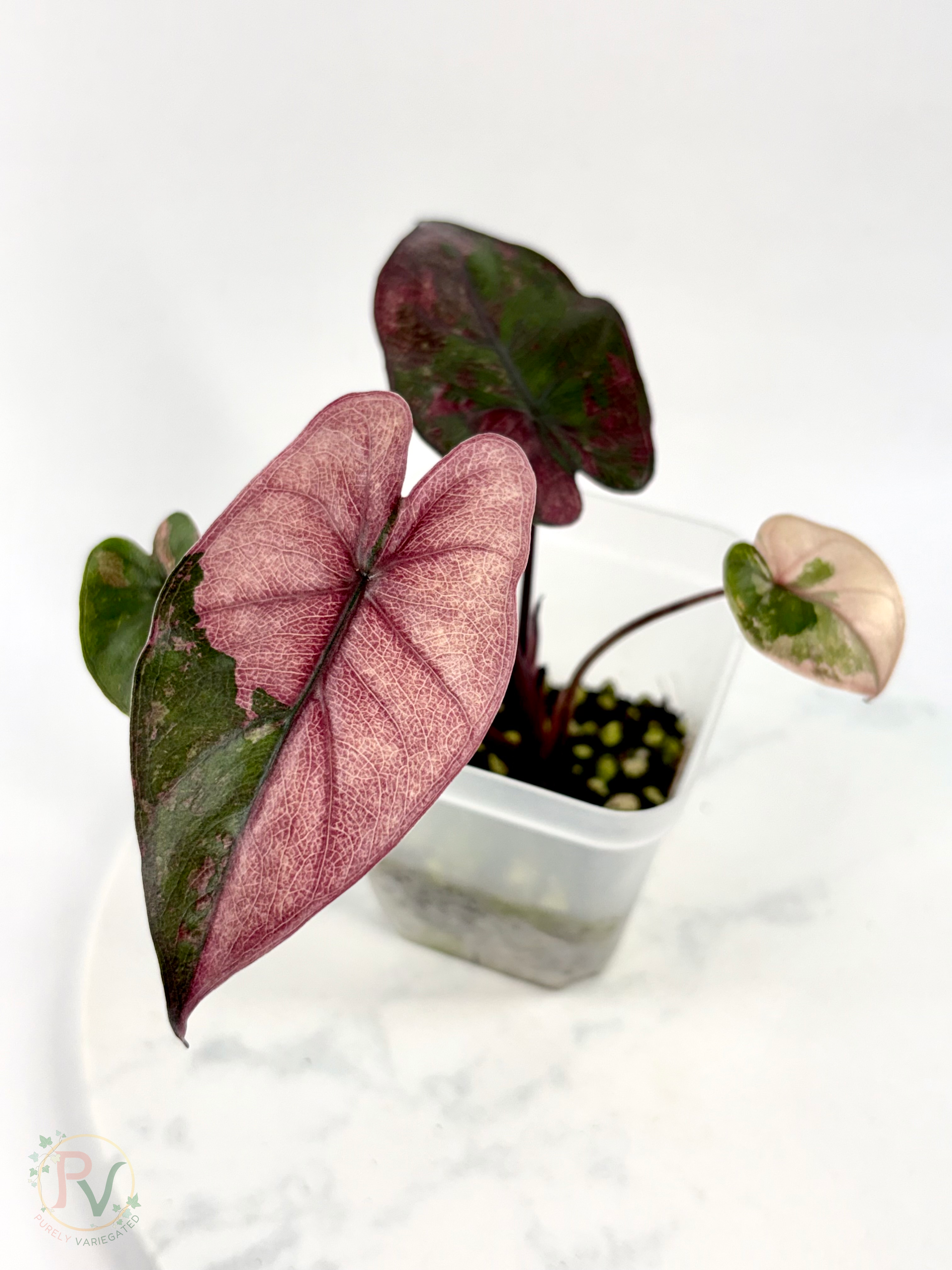 Pink Plumbea Nigra Alocasia 3 - Teen Size
