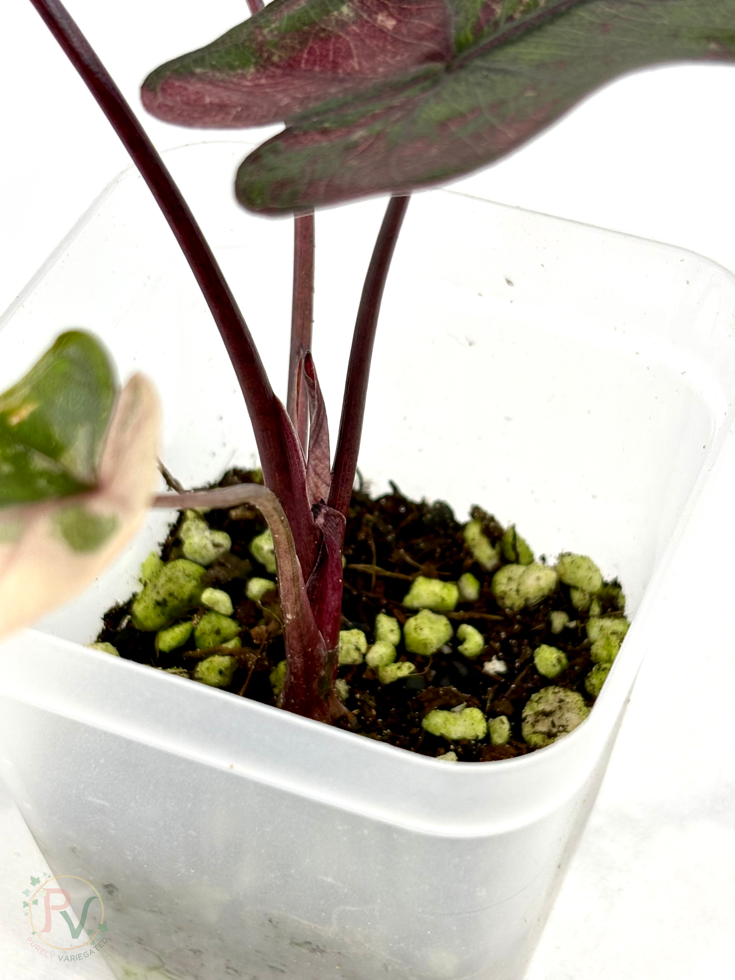 Pink Plumbea Nigra Alocasia 3 - Teen Size