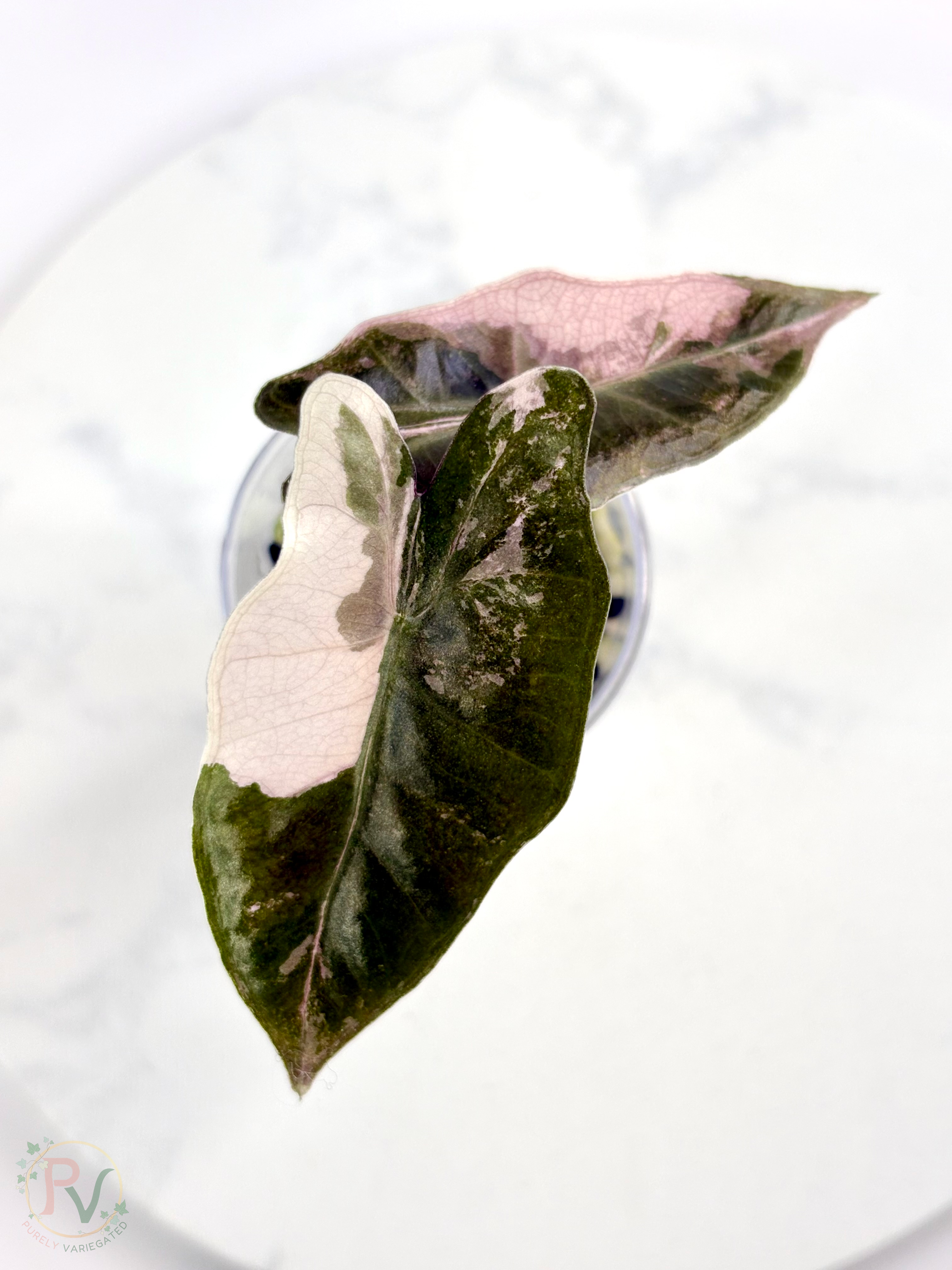 Pink Pseudo Sanderiana Alocasia 1
