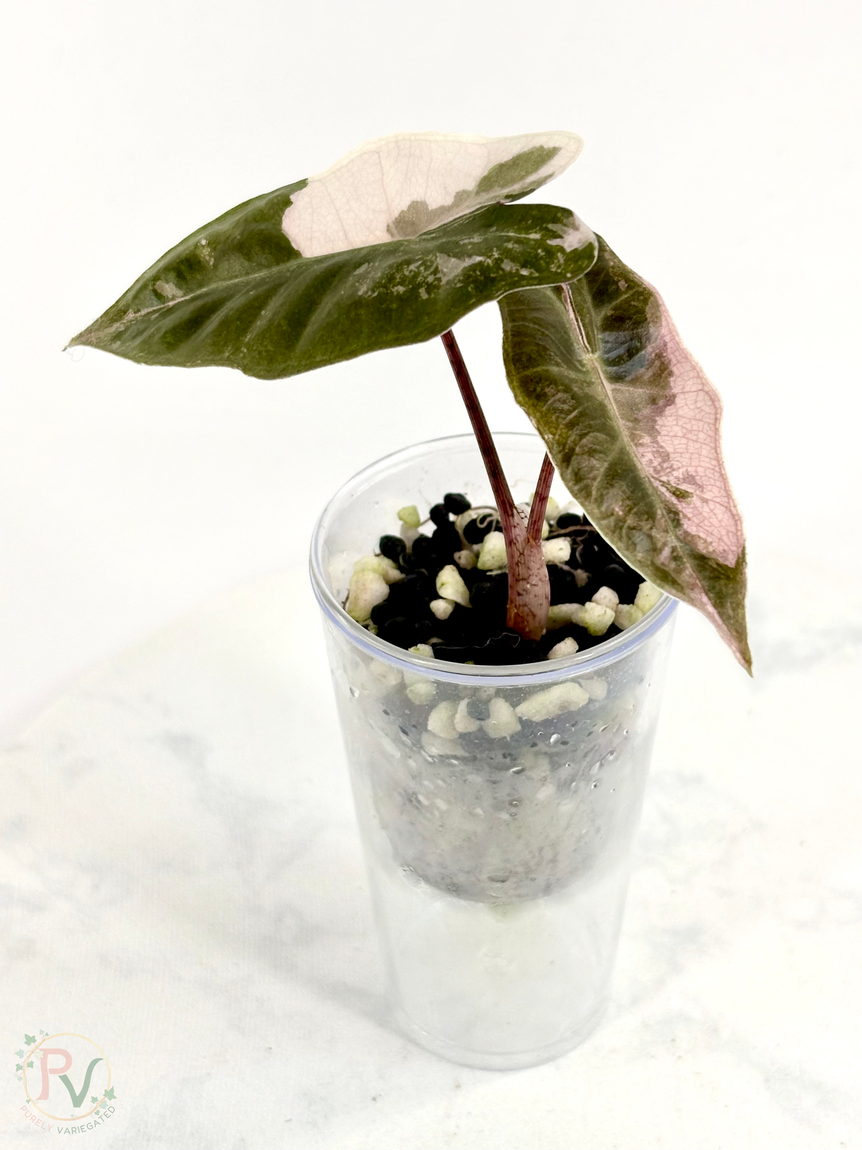 Pink Pseudo Sanderiana Alocasia 1