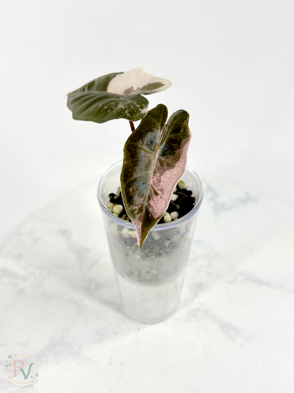 Pink Pseudo Sanderiana Alocasia 1