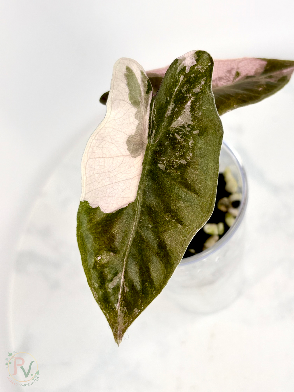 Pink Pseudo Sanderiana Alocasia 1