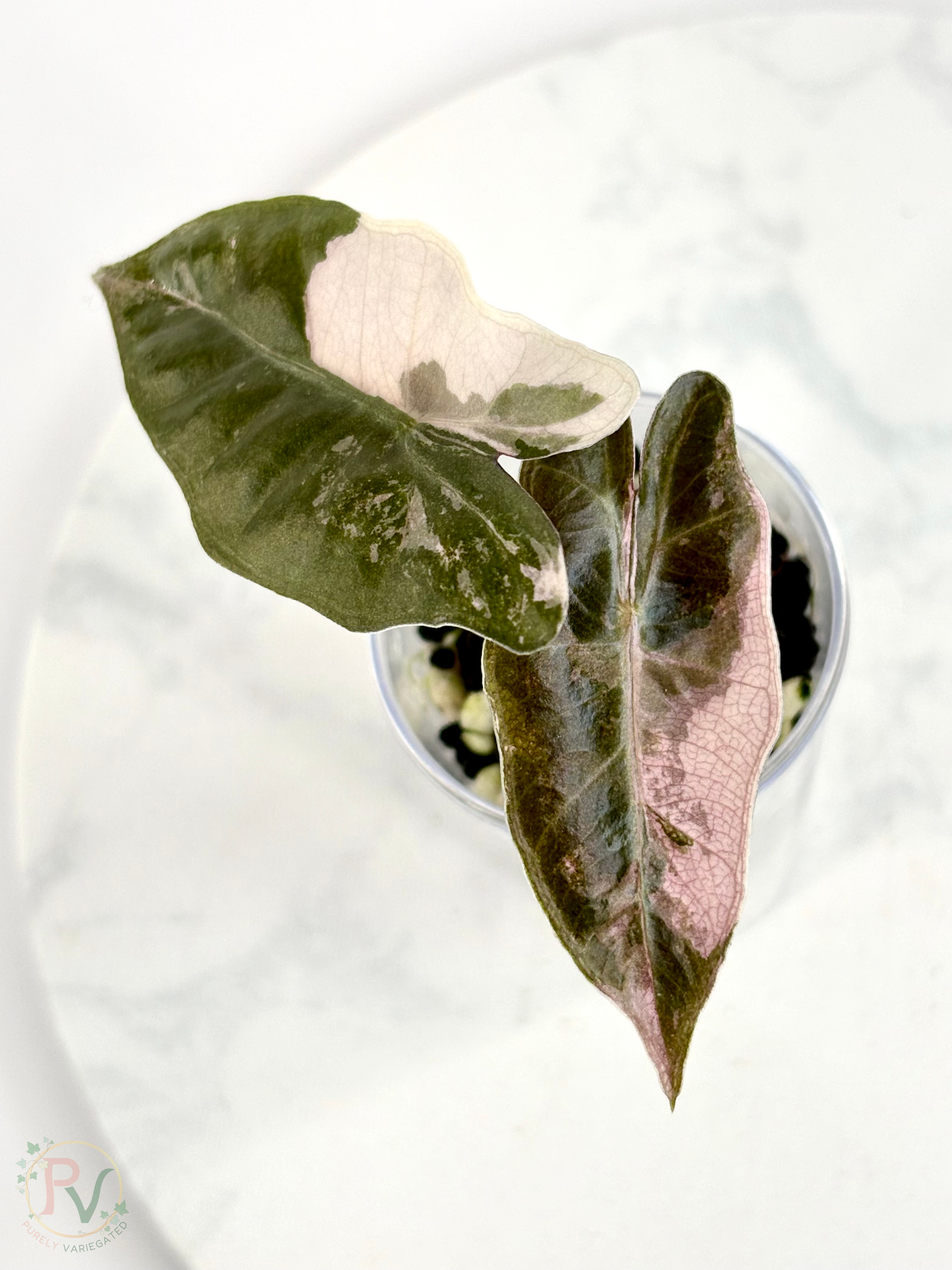Pink Pseudo Sanderiana Alocasia 1