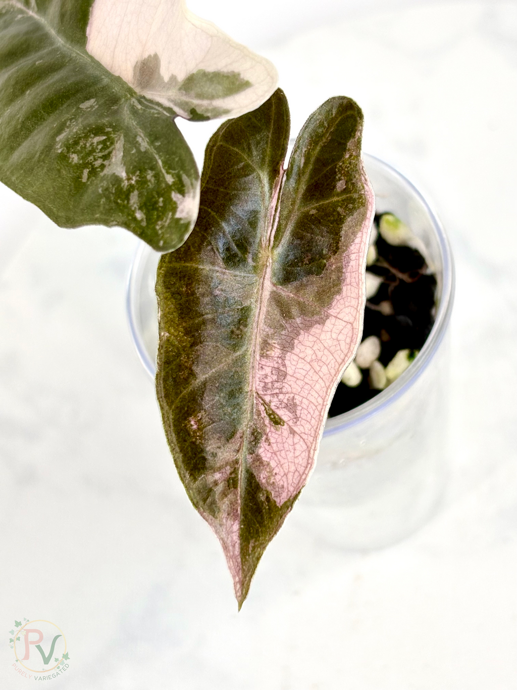 Pink Pseudo Sanderiana Alocasia 1